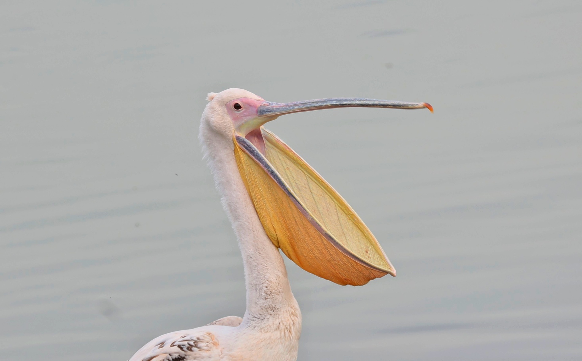 Ak pelikan