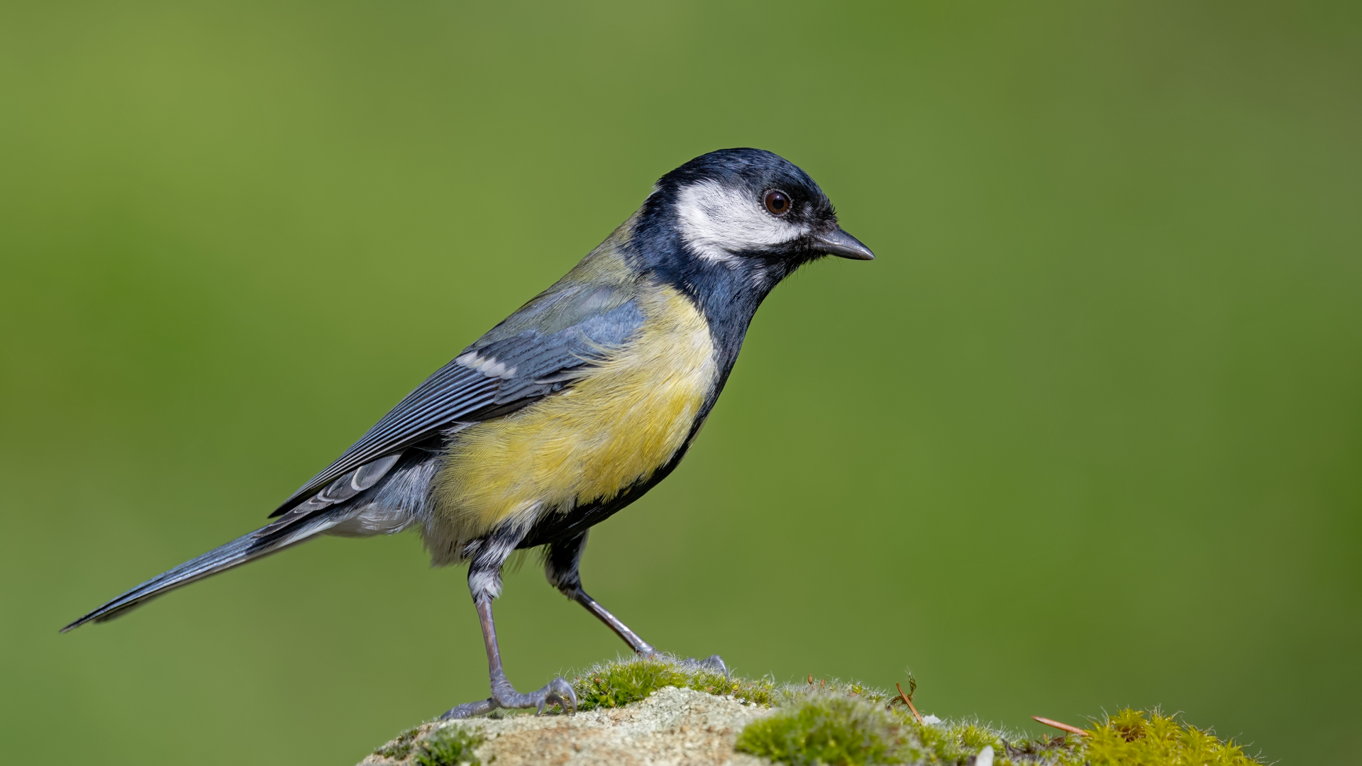 Great Tit