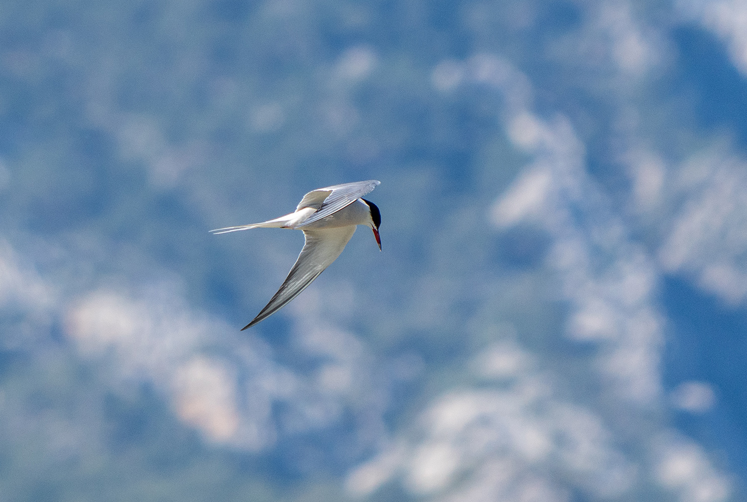 Common Tern