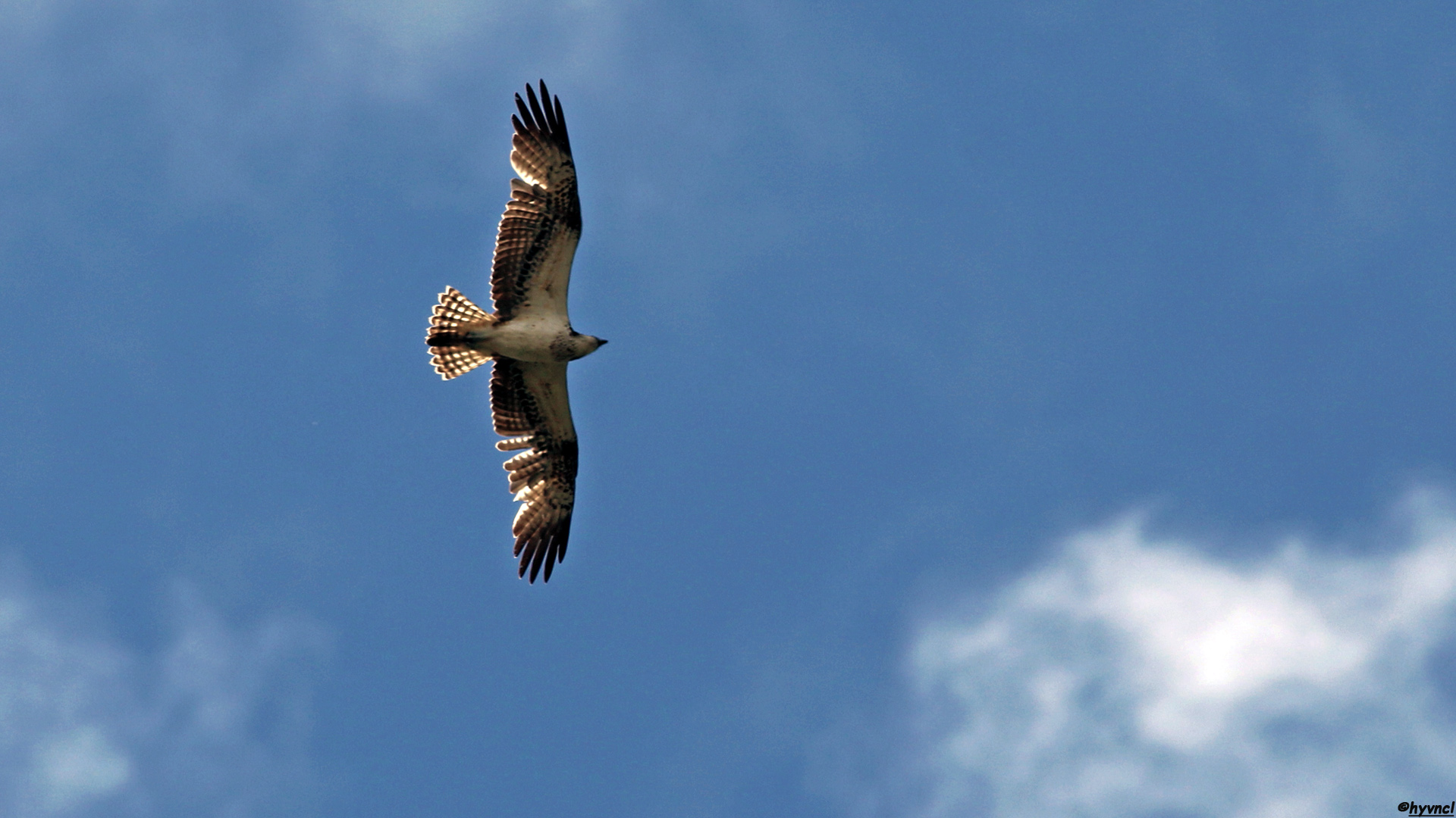 Osprey