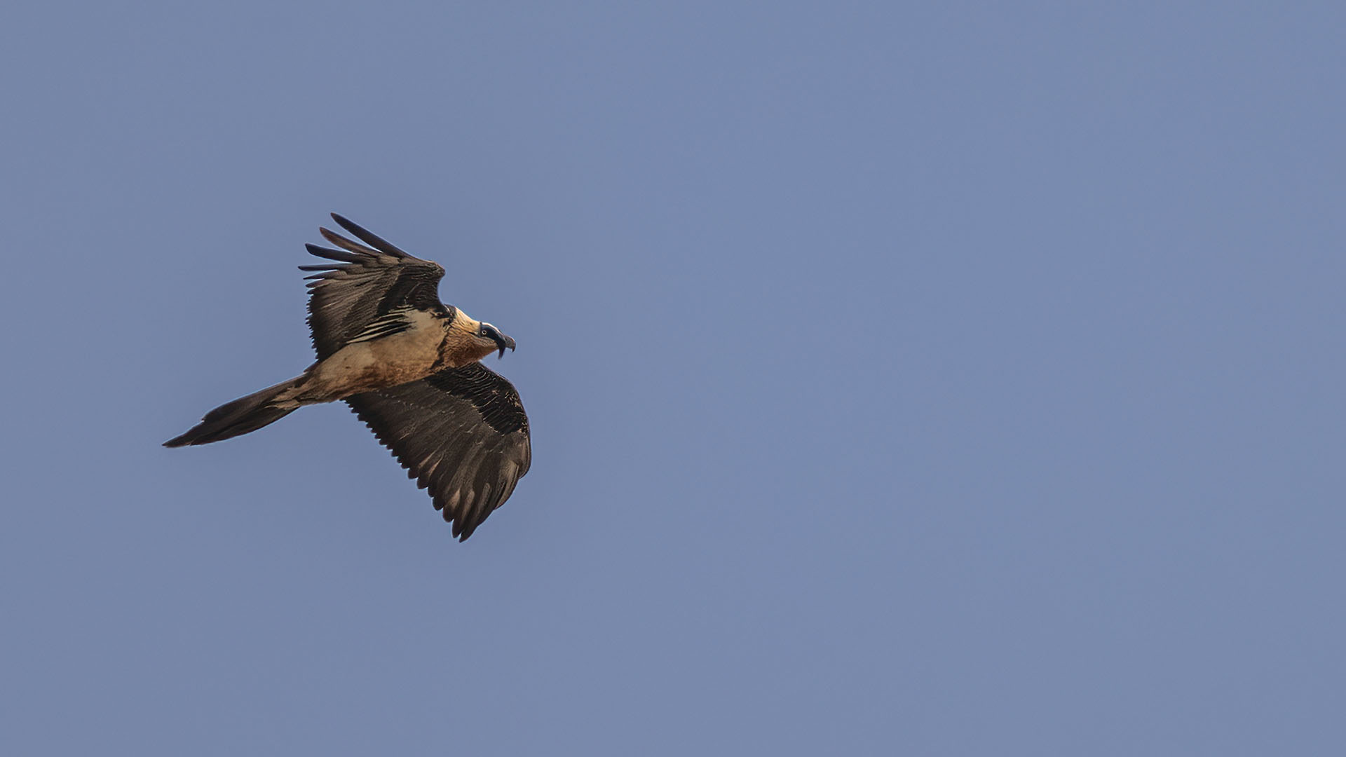 Sakallı akbaba » Bearded Vulture » Gypaetus barbatus
