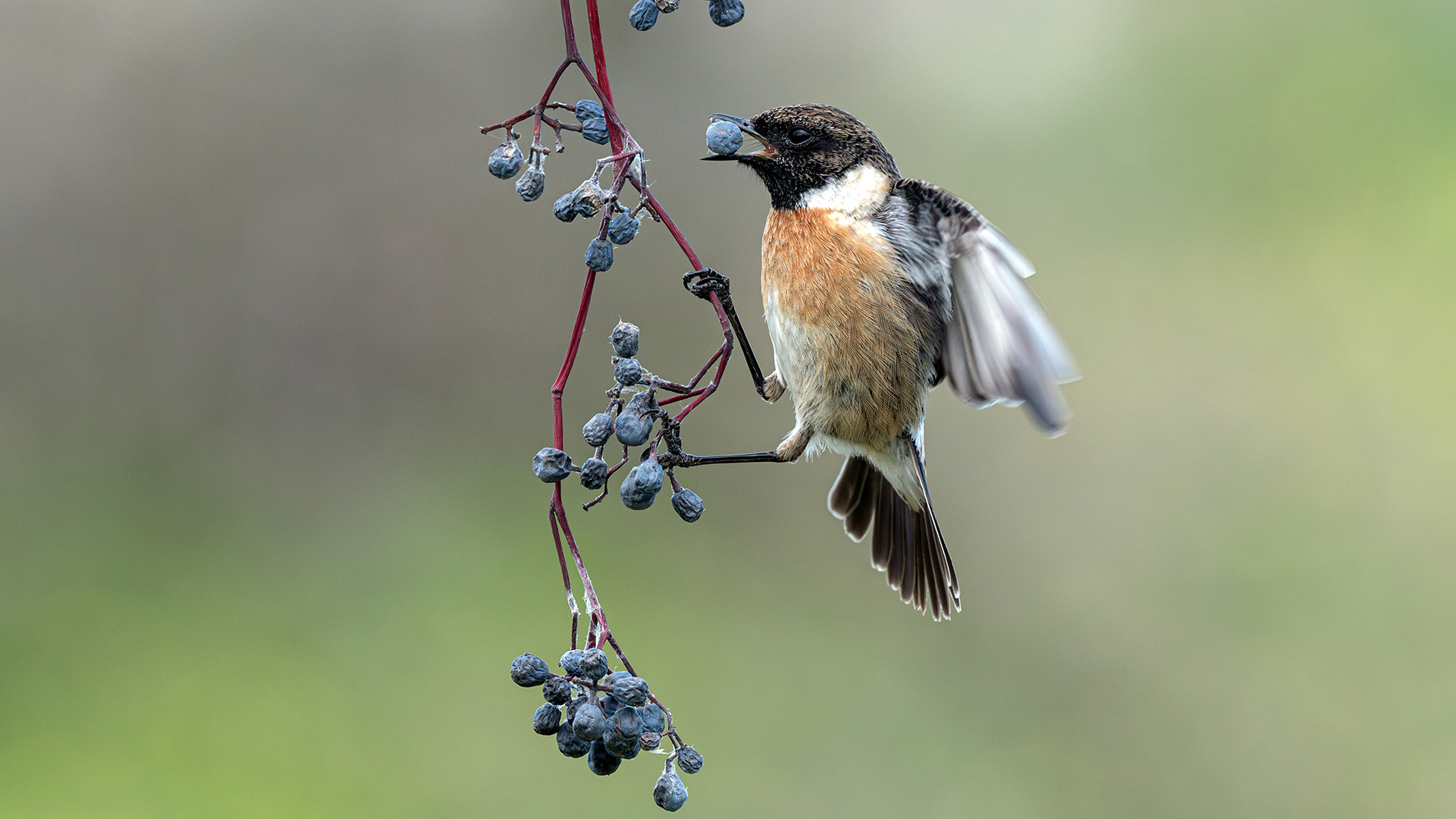 Taşkuşu » European Stonechat » Saxicola rubicola