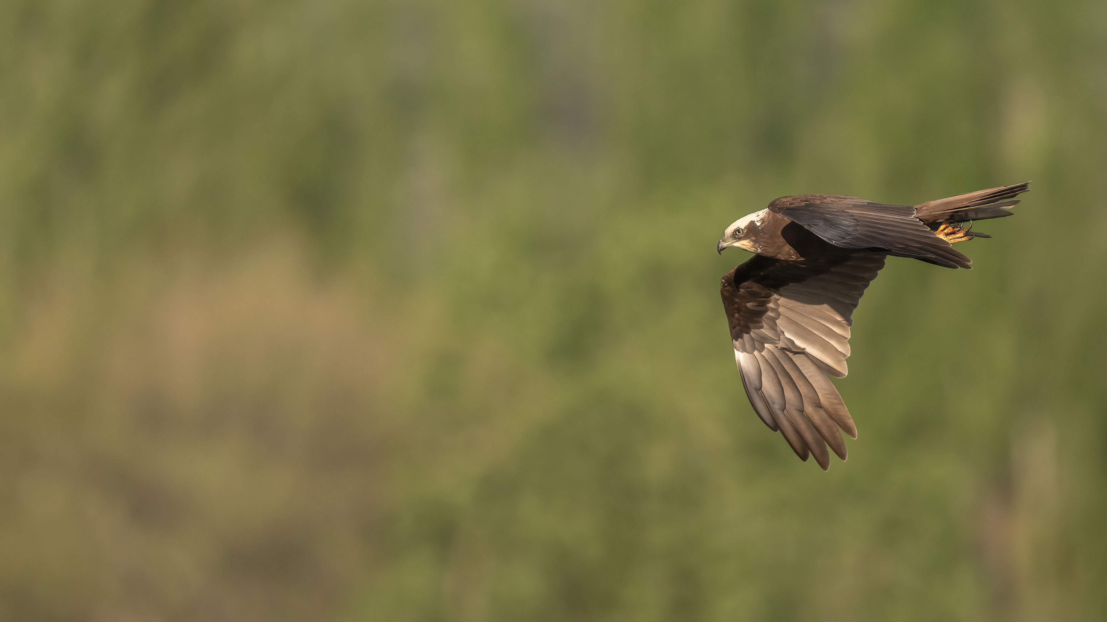 Saz delicesi » Western Marsh Harrier » Circus aeruginosus
