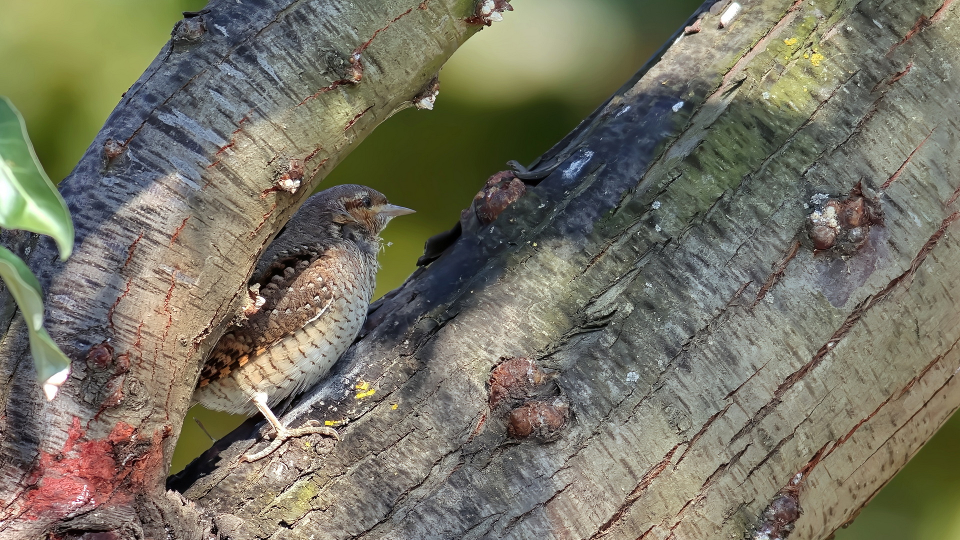 Boyunçeviren » Eurasian Wryneck » Jynx torquilla