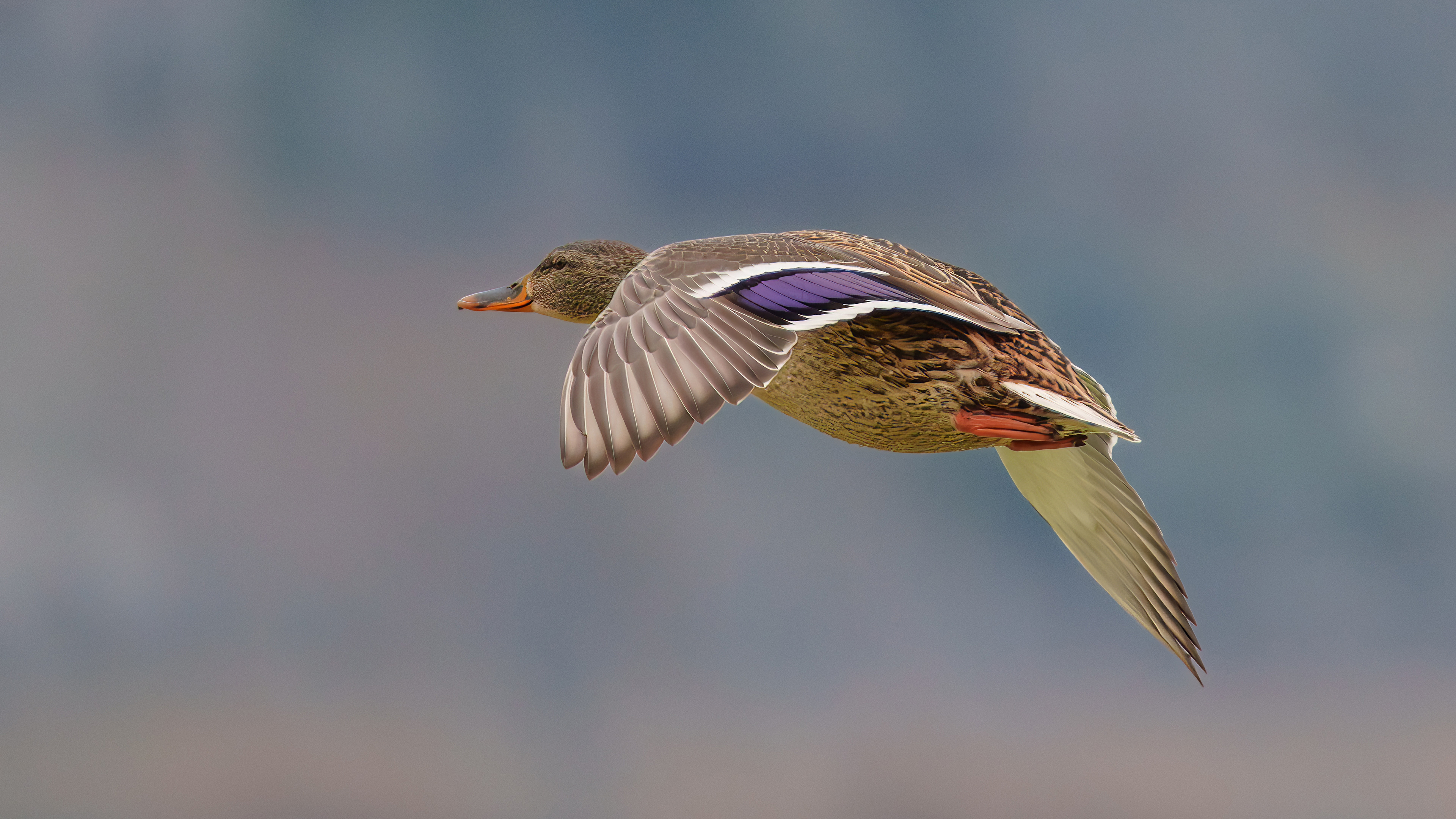 Yeşilbaş » Mallard » Anas platyrhynchos