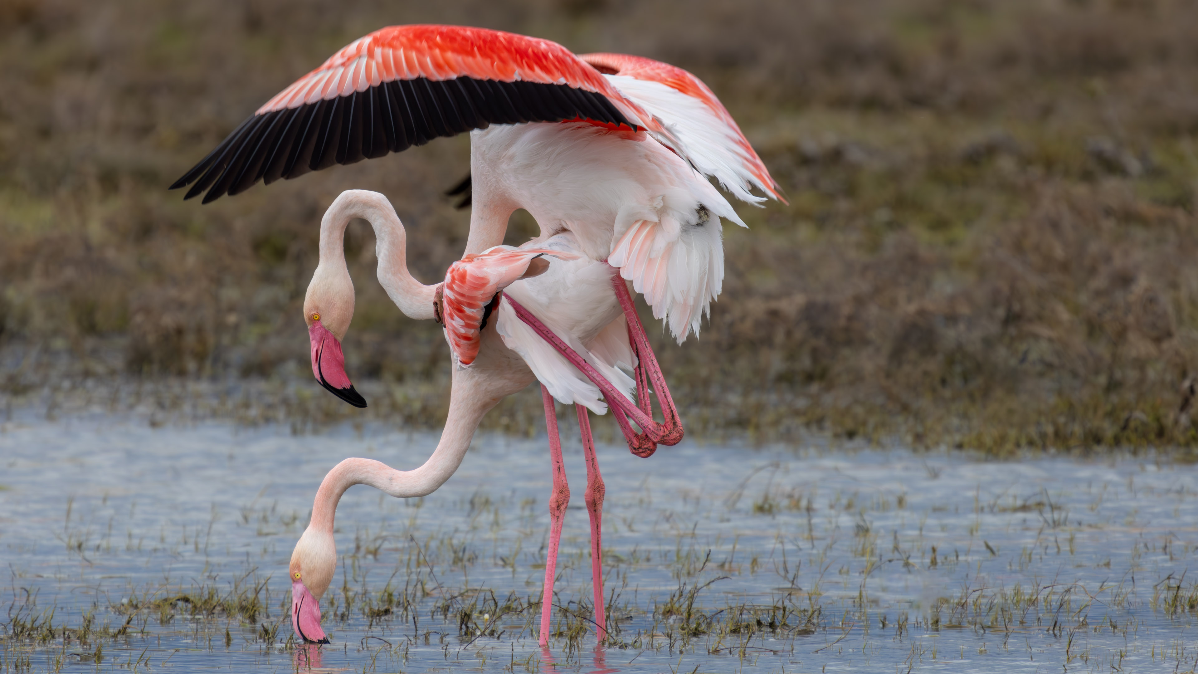Flamingo » Greater Flamingo » Phoenicopterus roseus