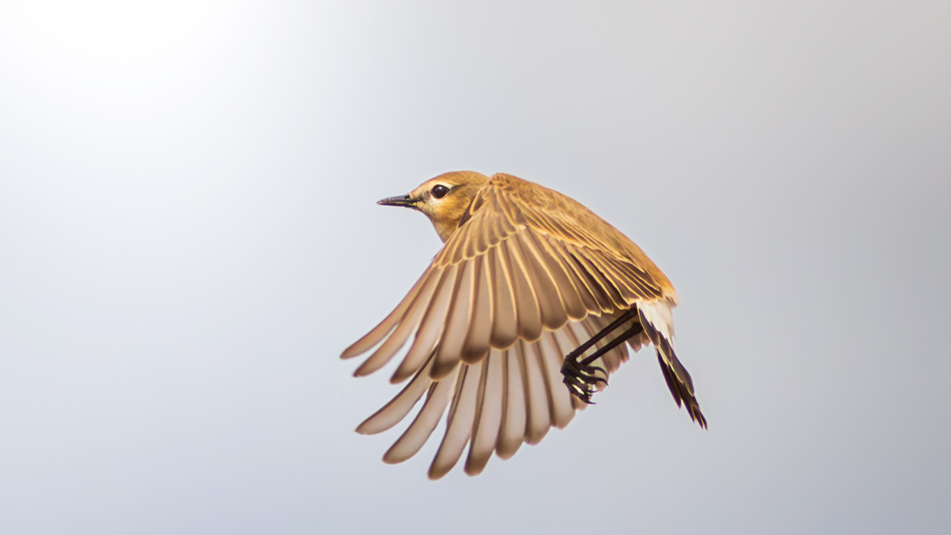 Boz kuyrukkakan » Isabelline Wheatear » Oenanthe isabellina