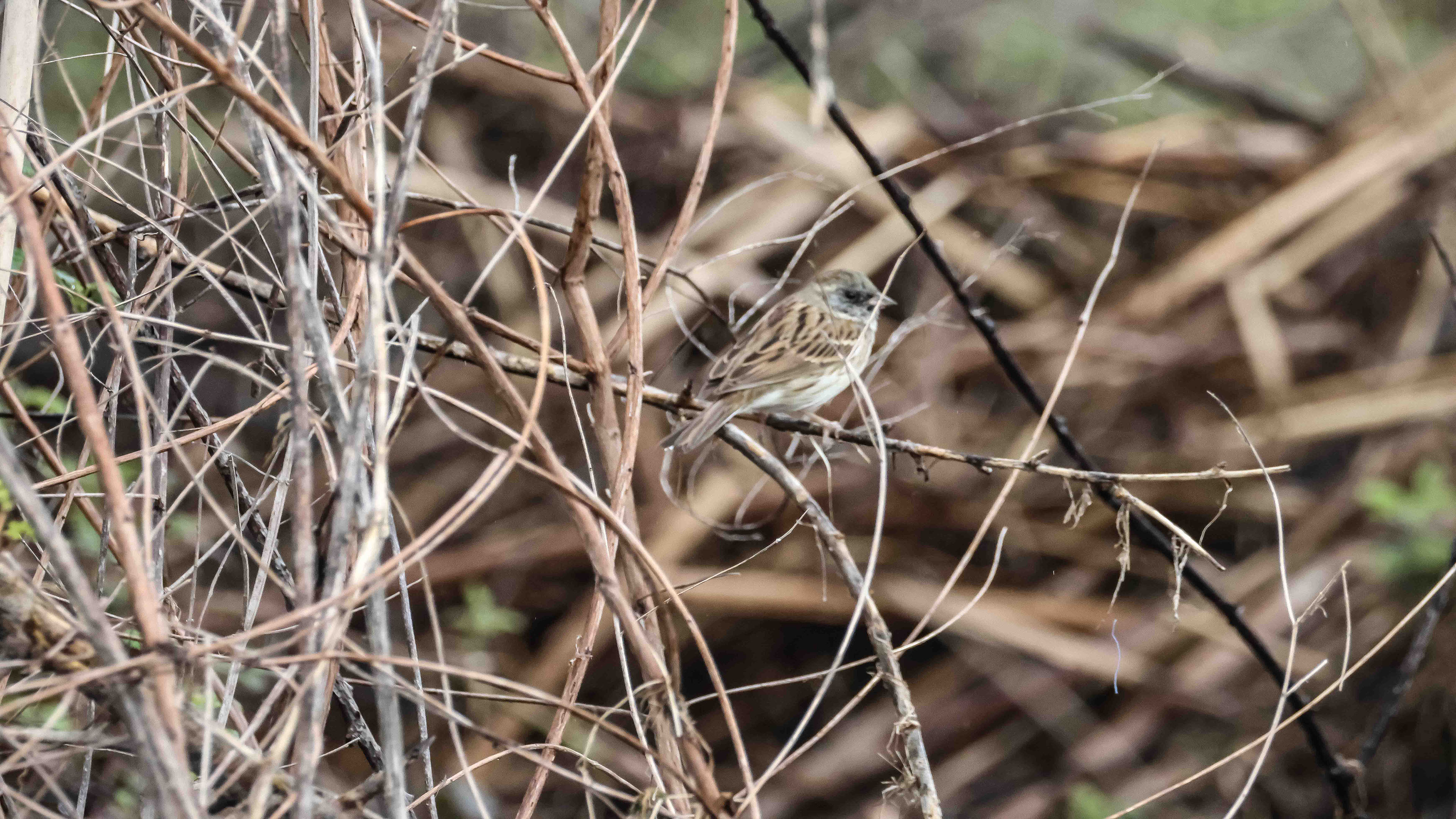 Karasuratlı kirazkuşu » Black-faced Bunting » Emberiza spodocephala