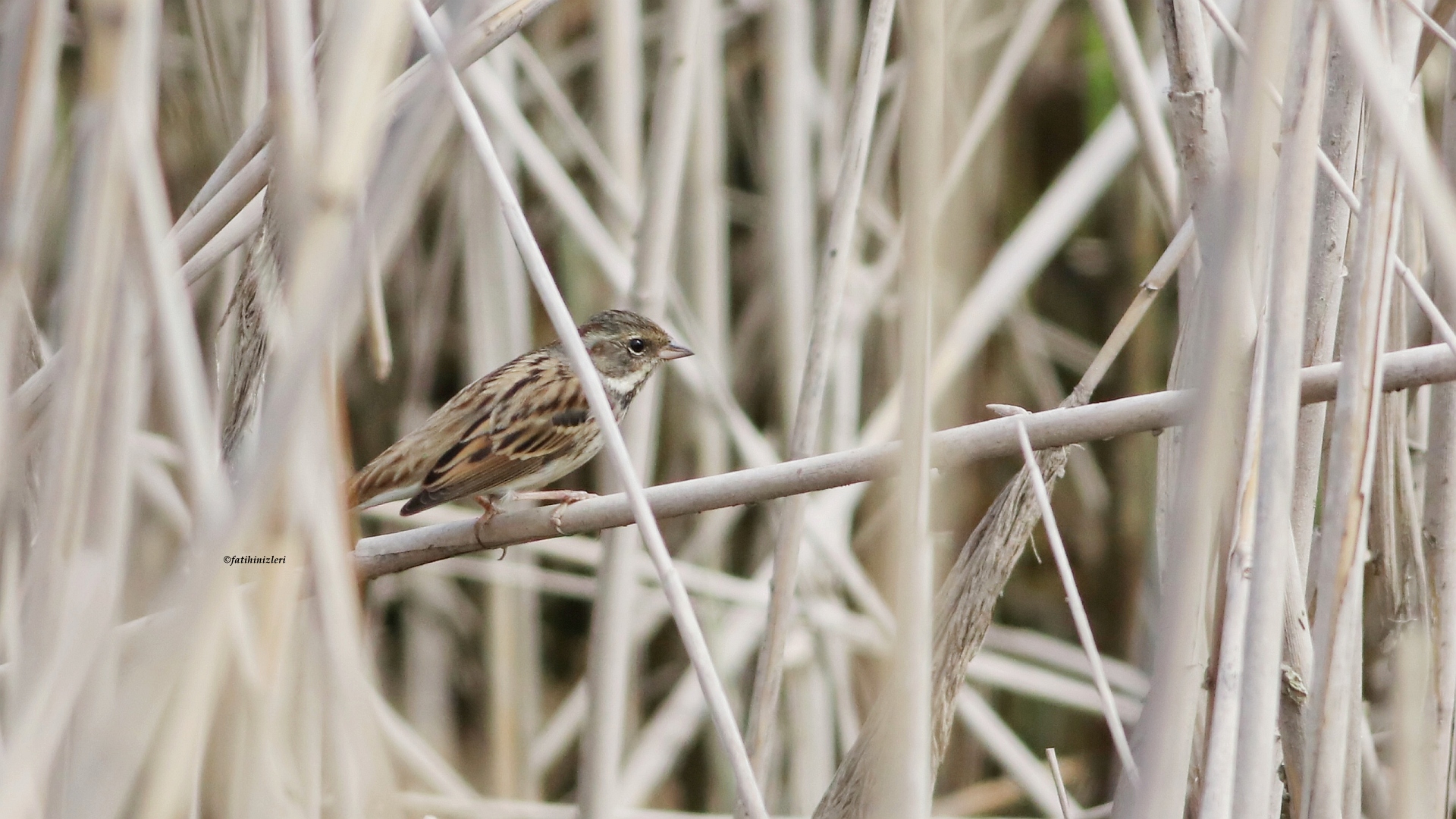 Karasuratlı kirazkuşu » Black-faced Bunting » Emberiza spodocephala