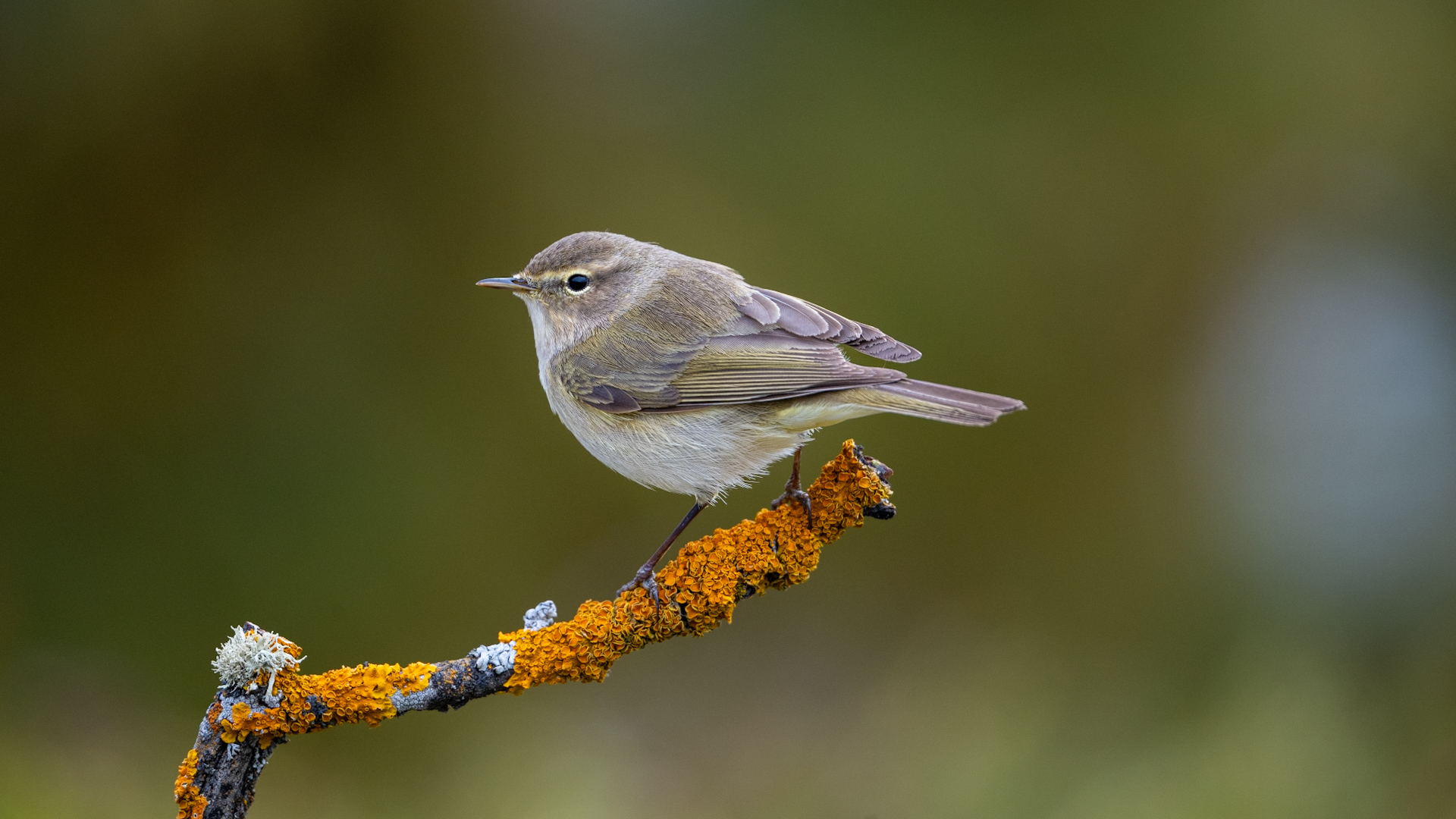 Çıvgın » Common Chiffchaff » Phylloscopus collybita