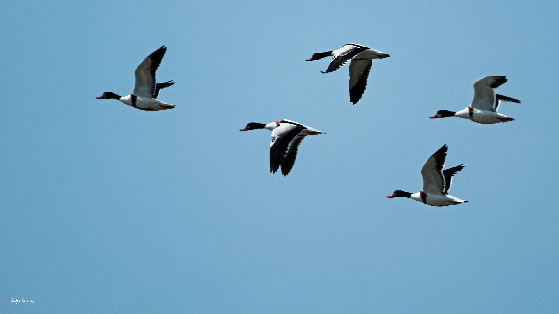 Suna