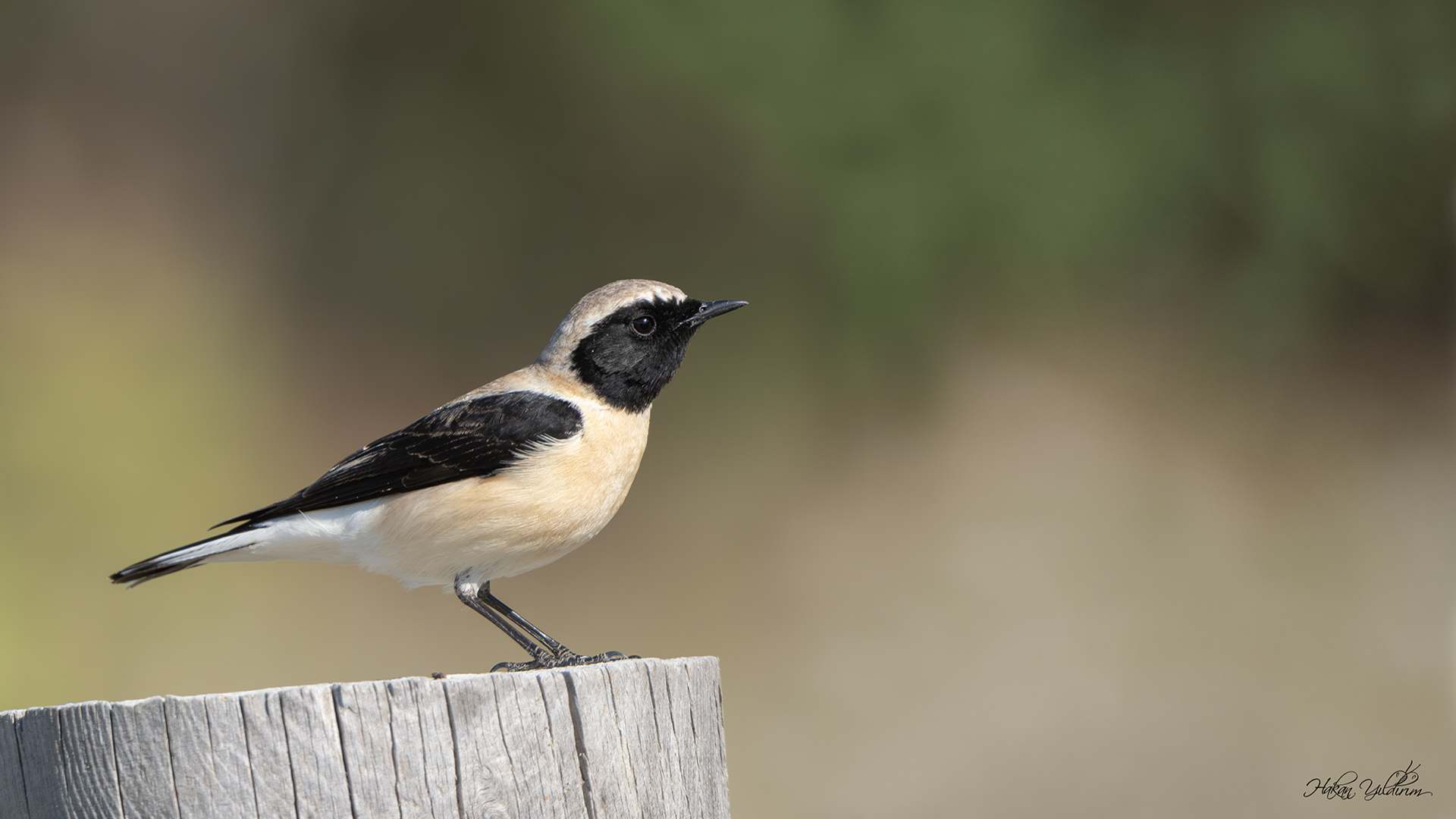Karakulaklı kuyrukkakan » Black-eared Wheatear » Oenanthe melanoleuca