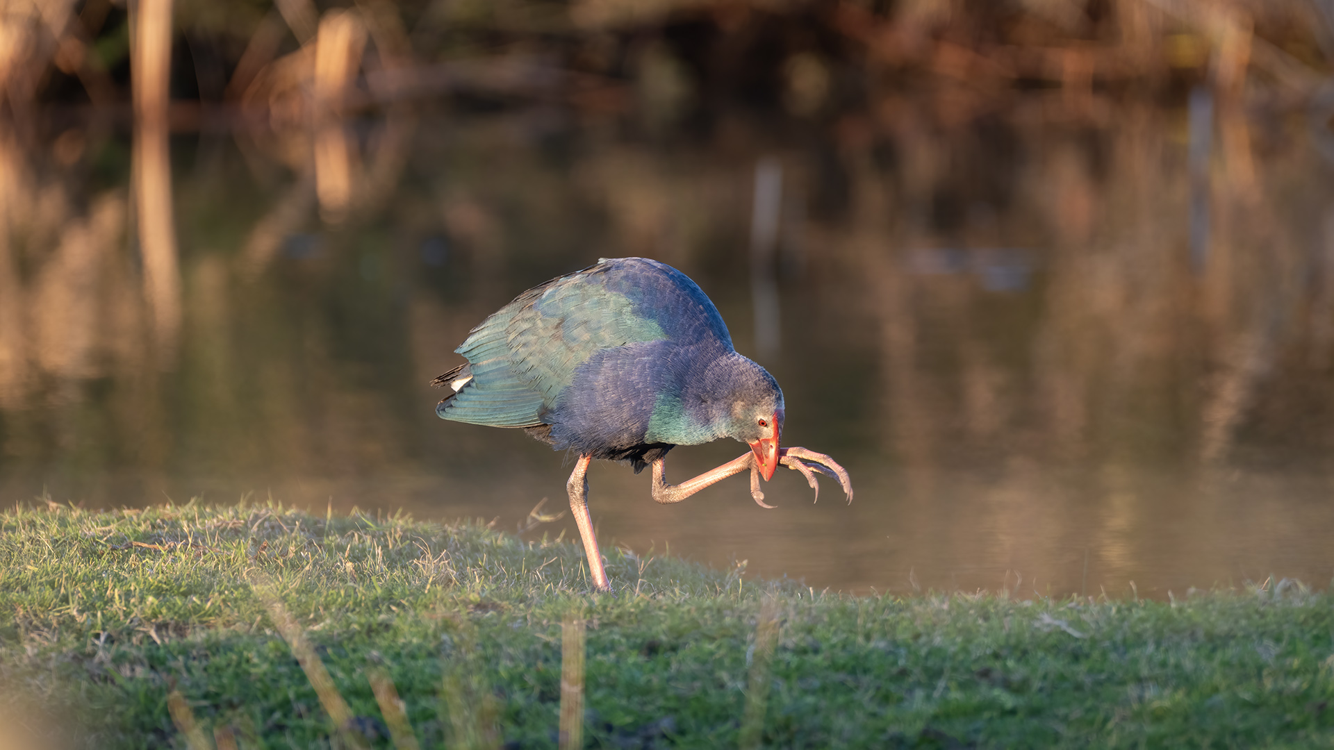 Grey-headed Swamphen