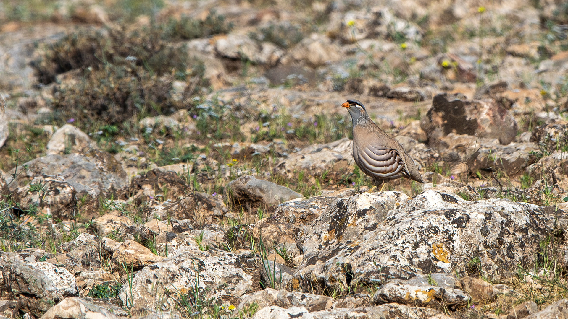Kum kekliği » See-see Partridge » Ammoperdix griseogularis