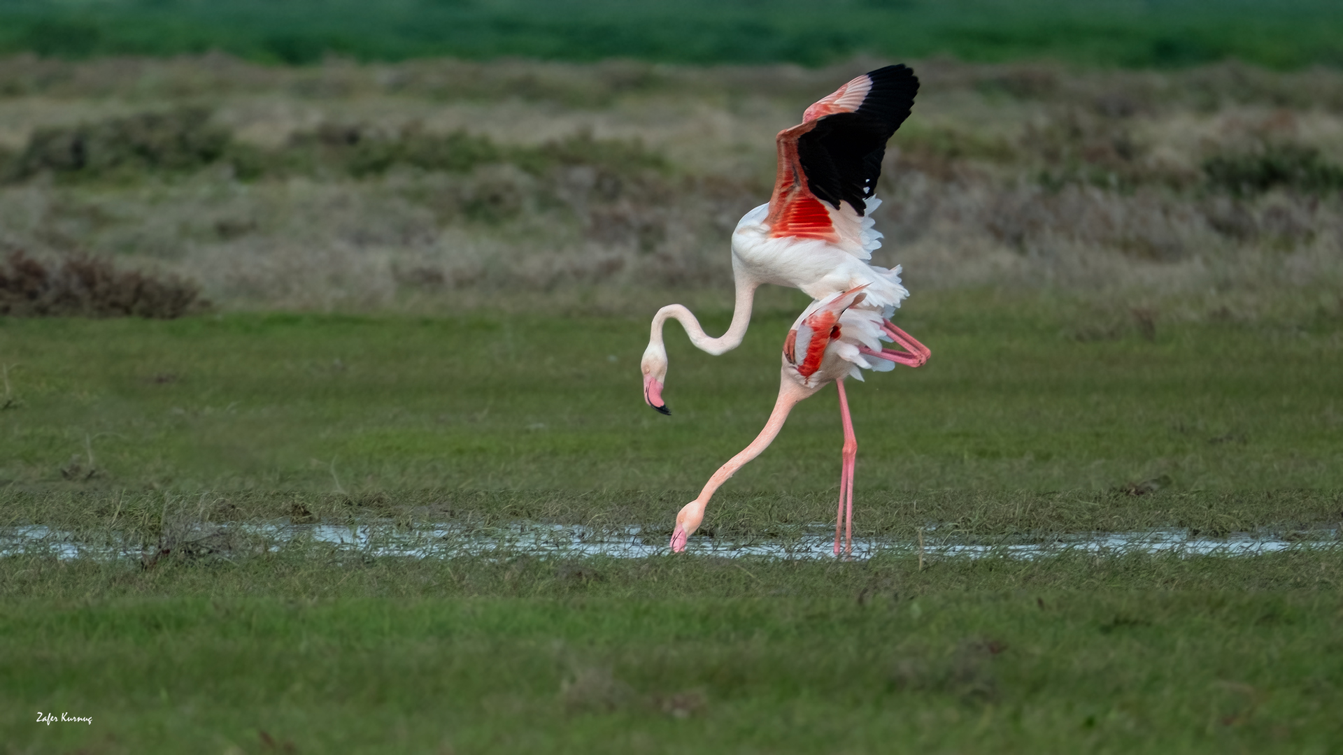 Flamingo