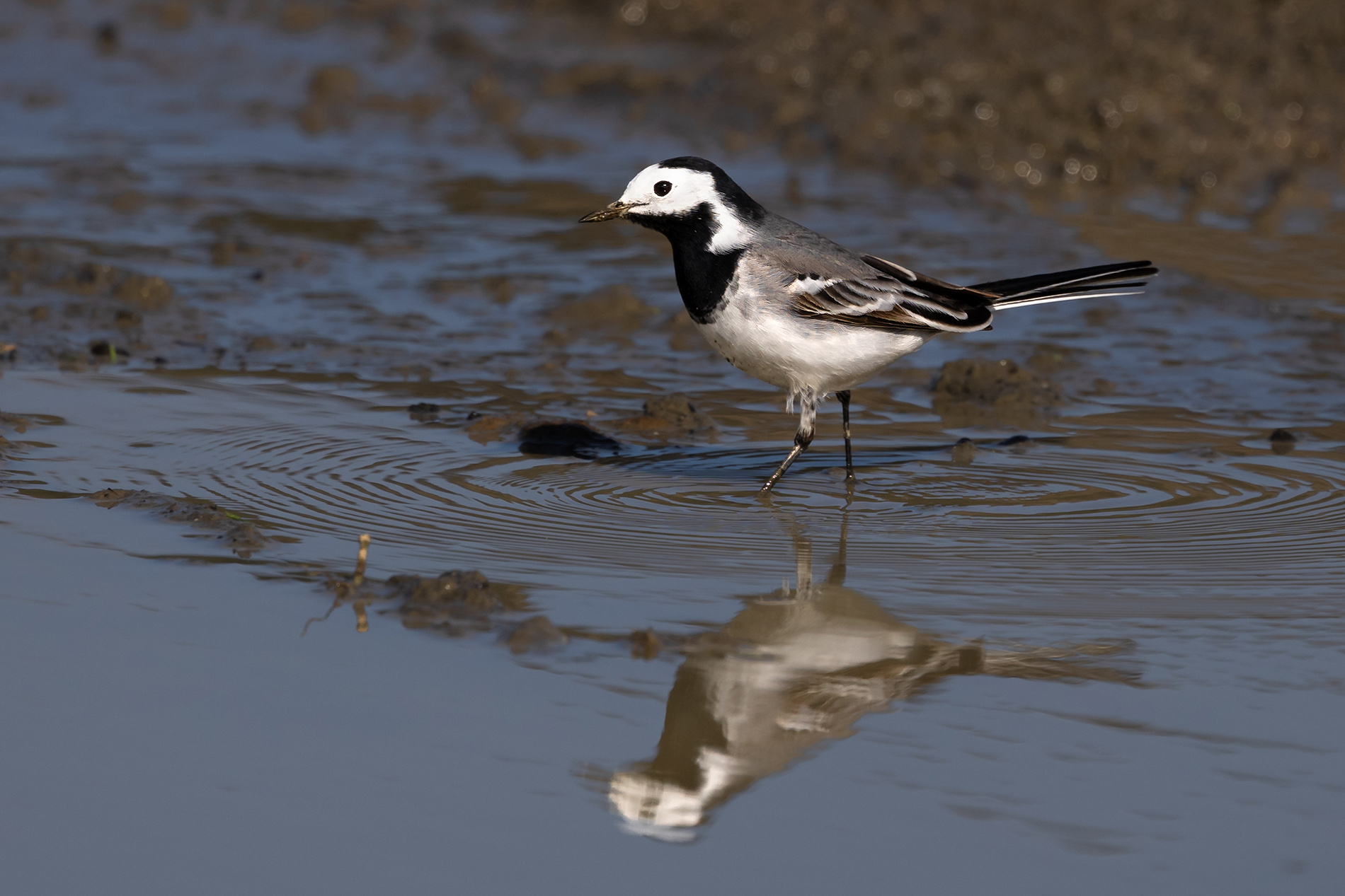 White Wagtail