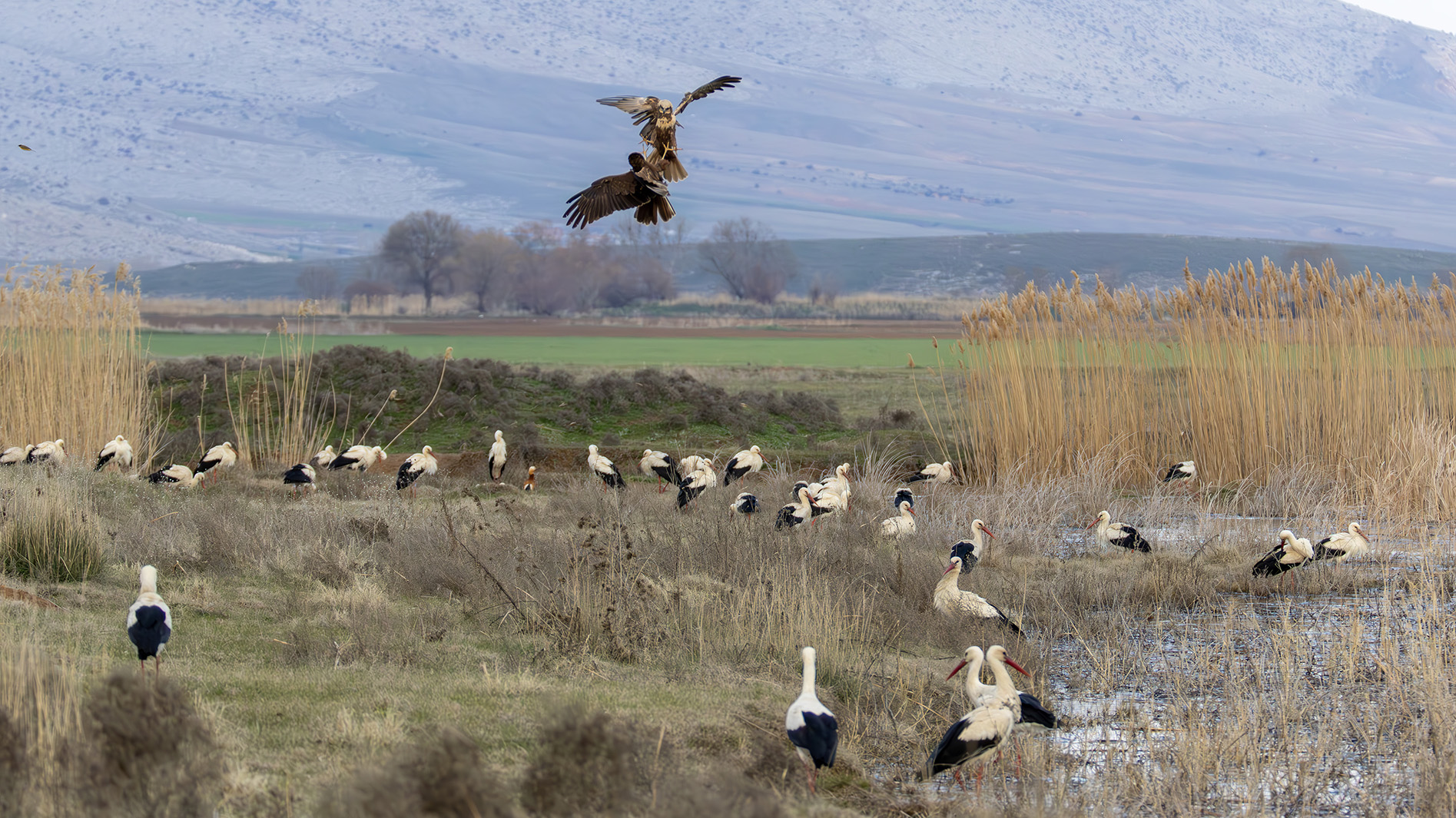 Western Marsh Harrier