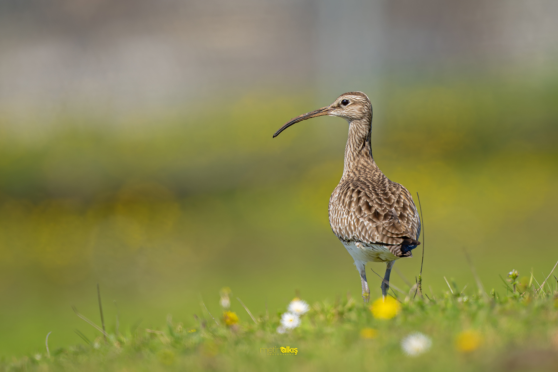 Eurasian Whimbrel