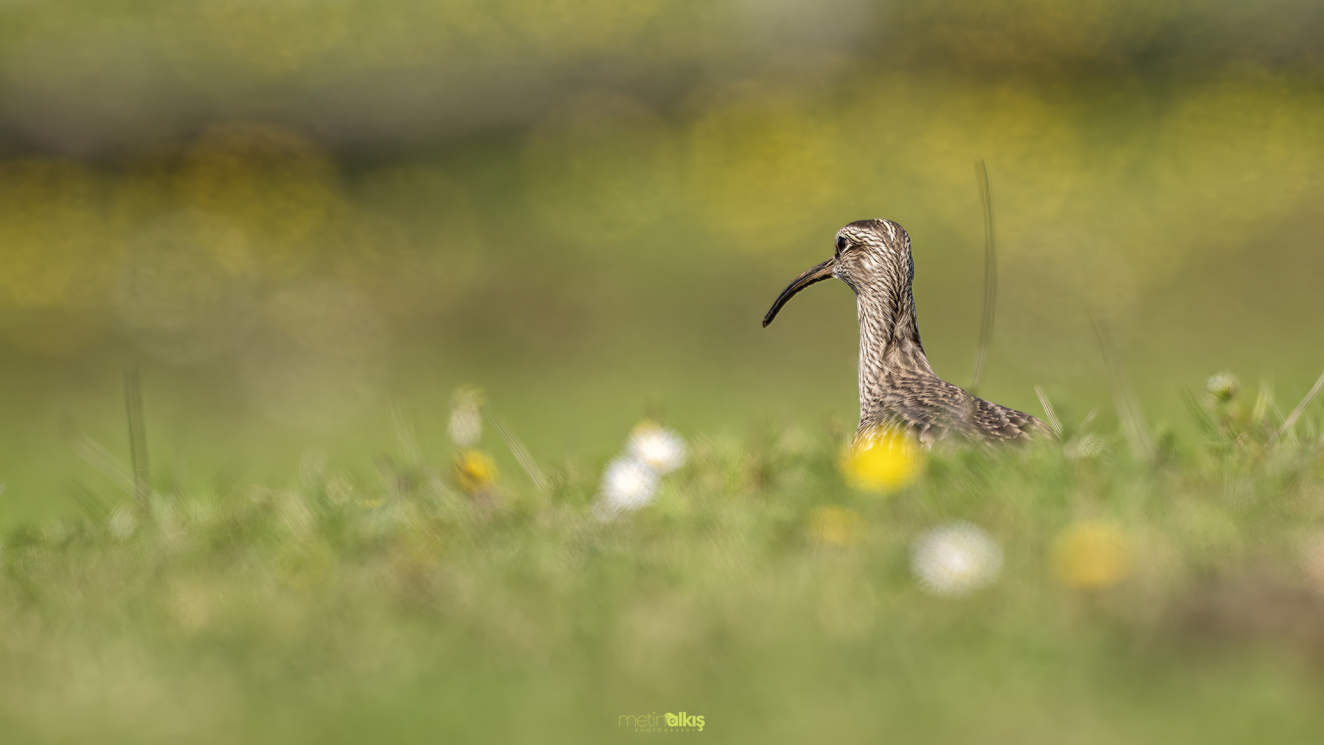 Eurasian Whimbrel