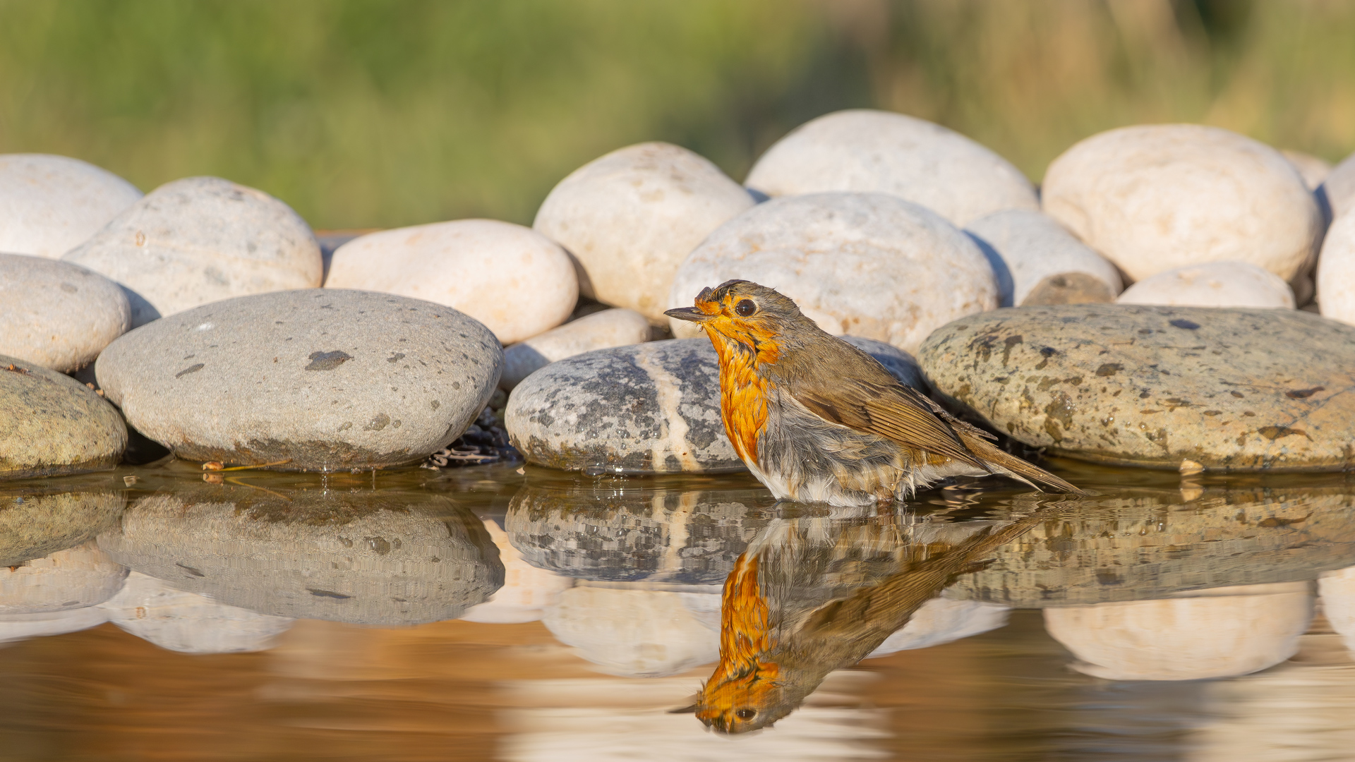 European Robin