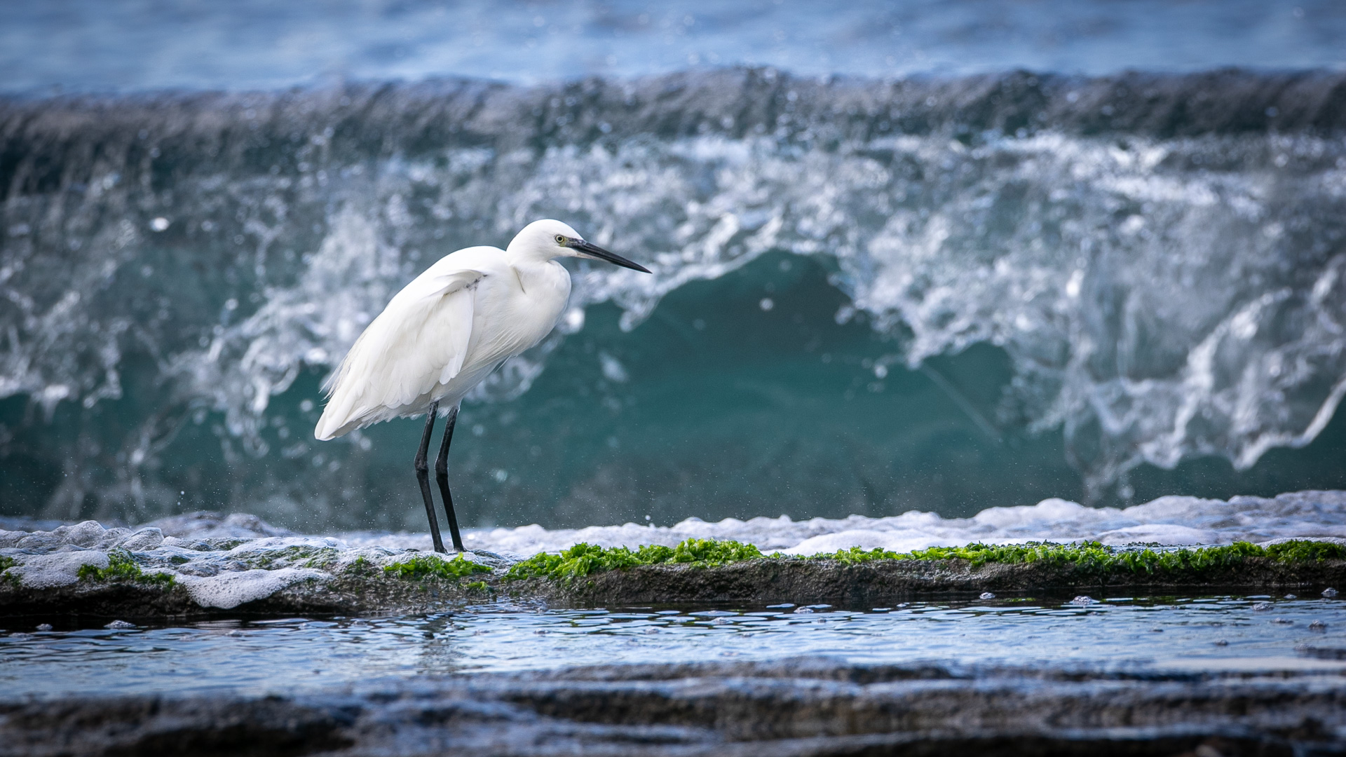 Küçük ak balıkçıl » Little Egret » Egretta garzetta