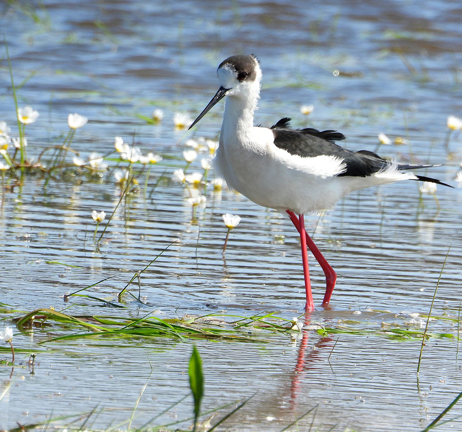 Black-winged Stilt