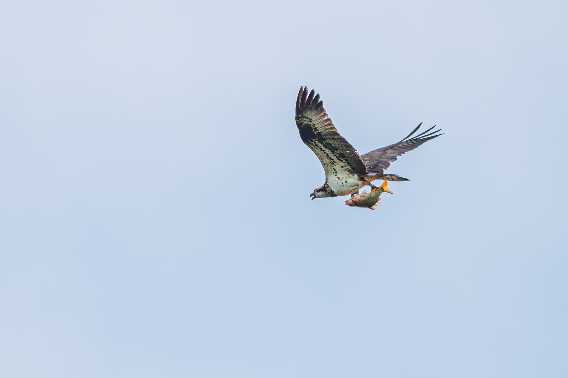 Osprey