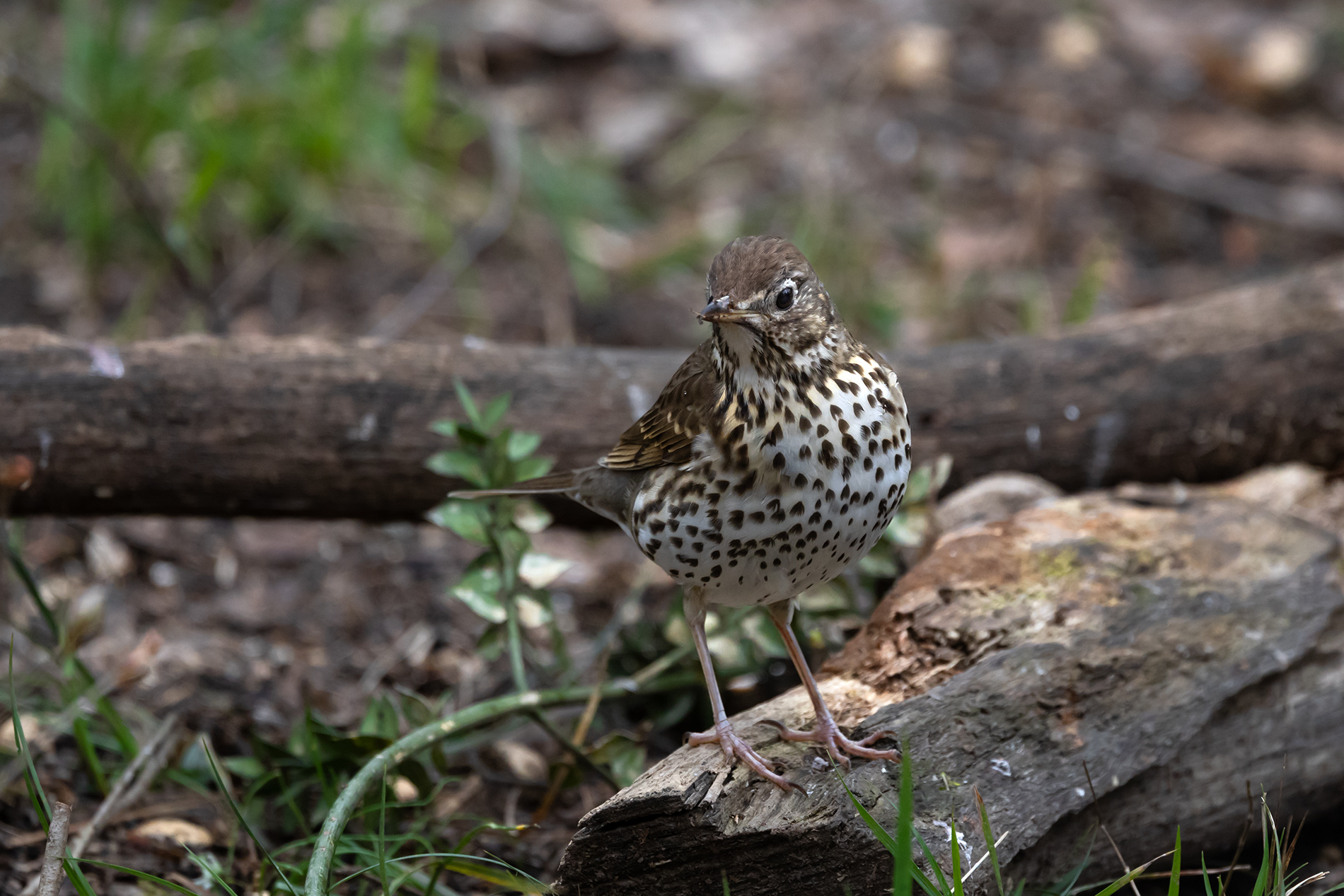 Song Thrush