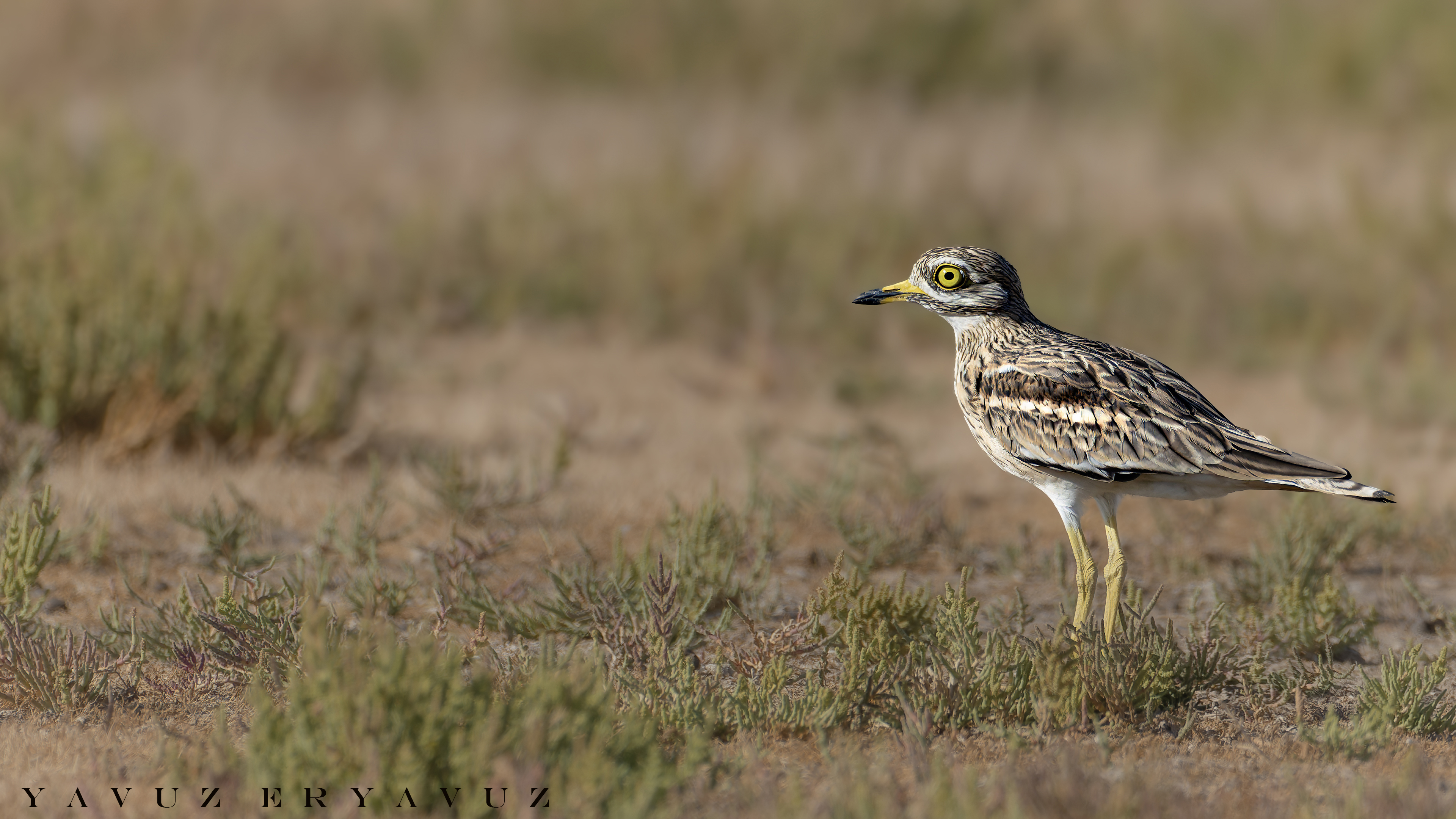 Kocagöz » Eurasian Stone-curlew » Burhinus oedicnemus