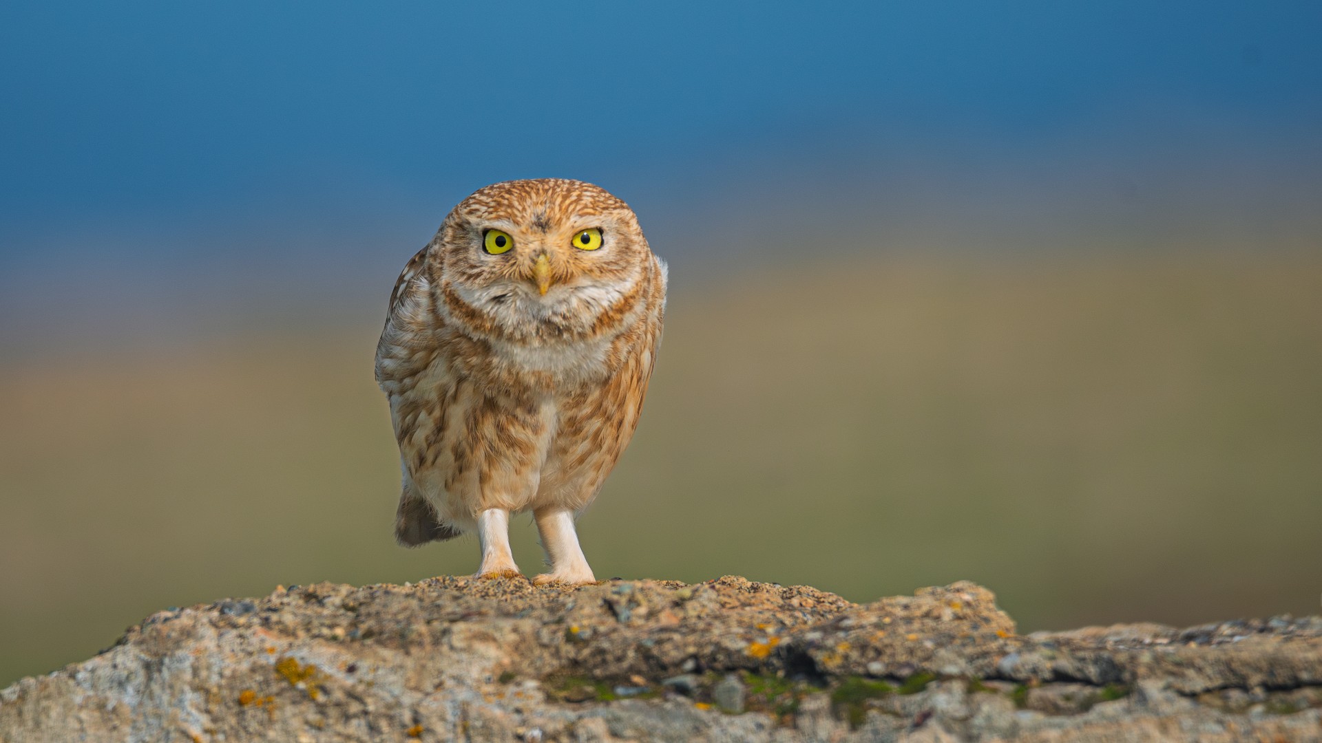 Kukumav » Little Owl » Athene noctua
