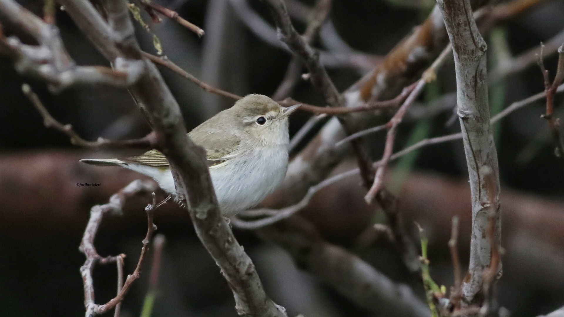 Boz çıvgın