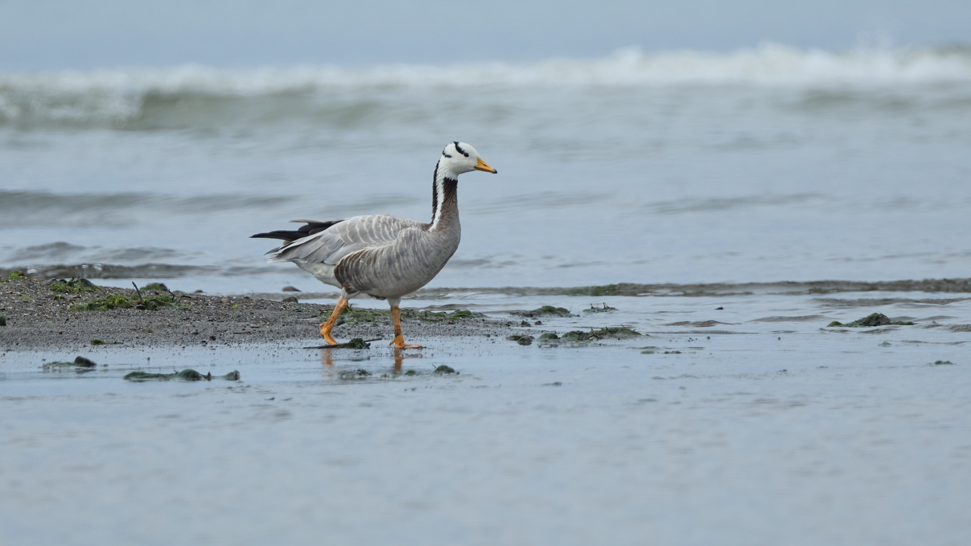 Hint Kazı » Bar-headed Goose » Anser indicus