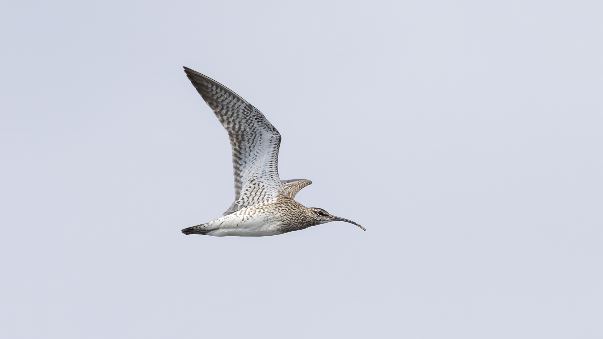 Eurasian Whimbrel