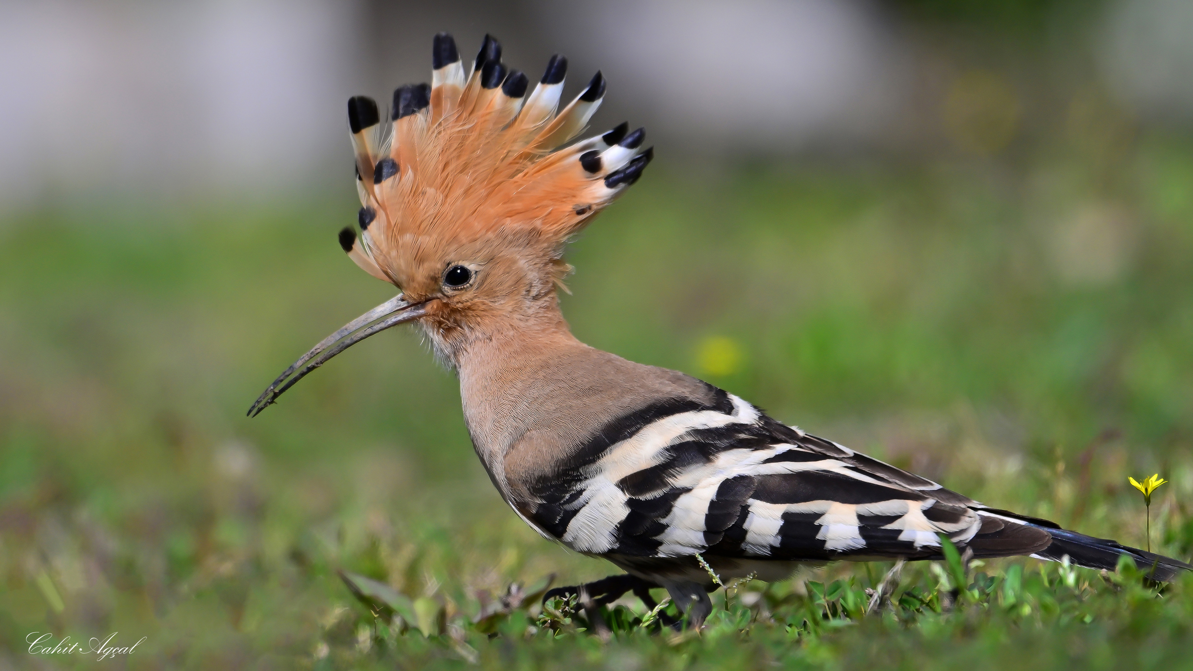 İbibik » Eurasian Hoopoe » Upupa epops