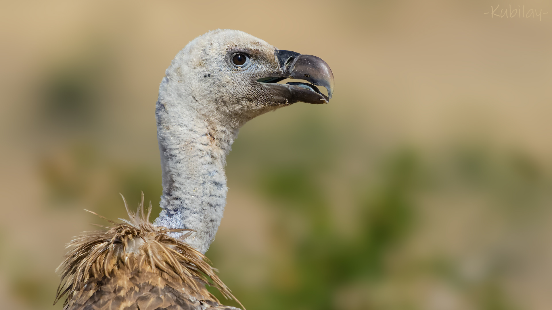 Kızıl akbaba » Griffon Vulture » Gyps fulvus