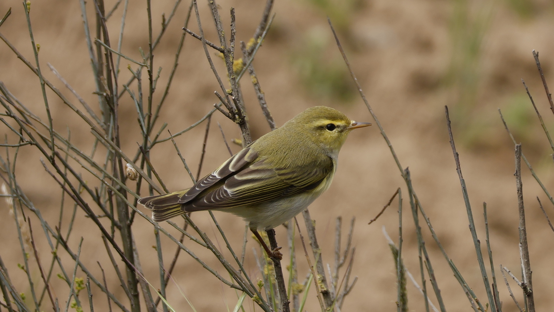 Orman çıvgını » Wood Warbler » Phylloscopus sibilatrix