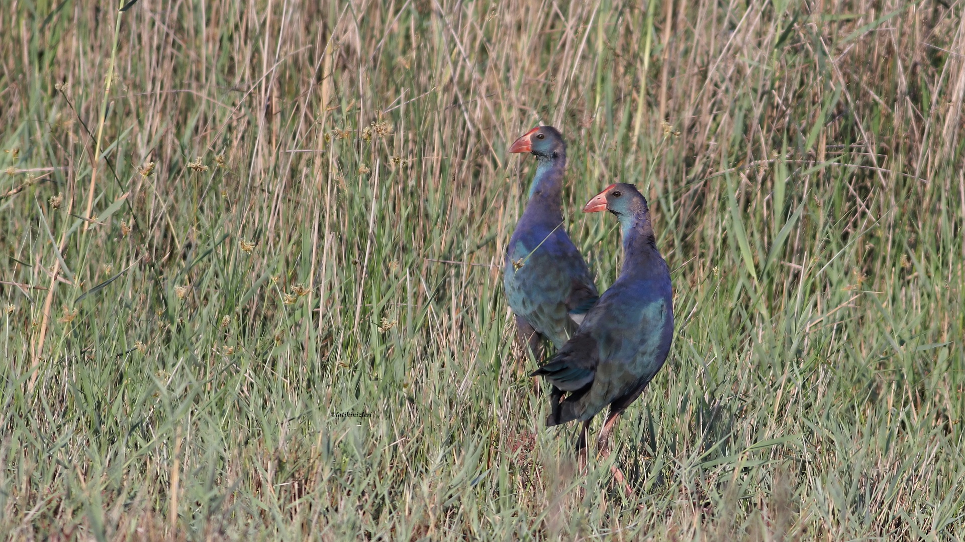 Grey-headed Swamphen