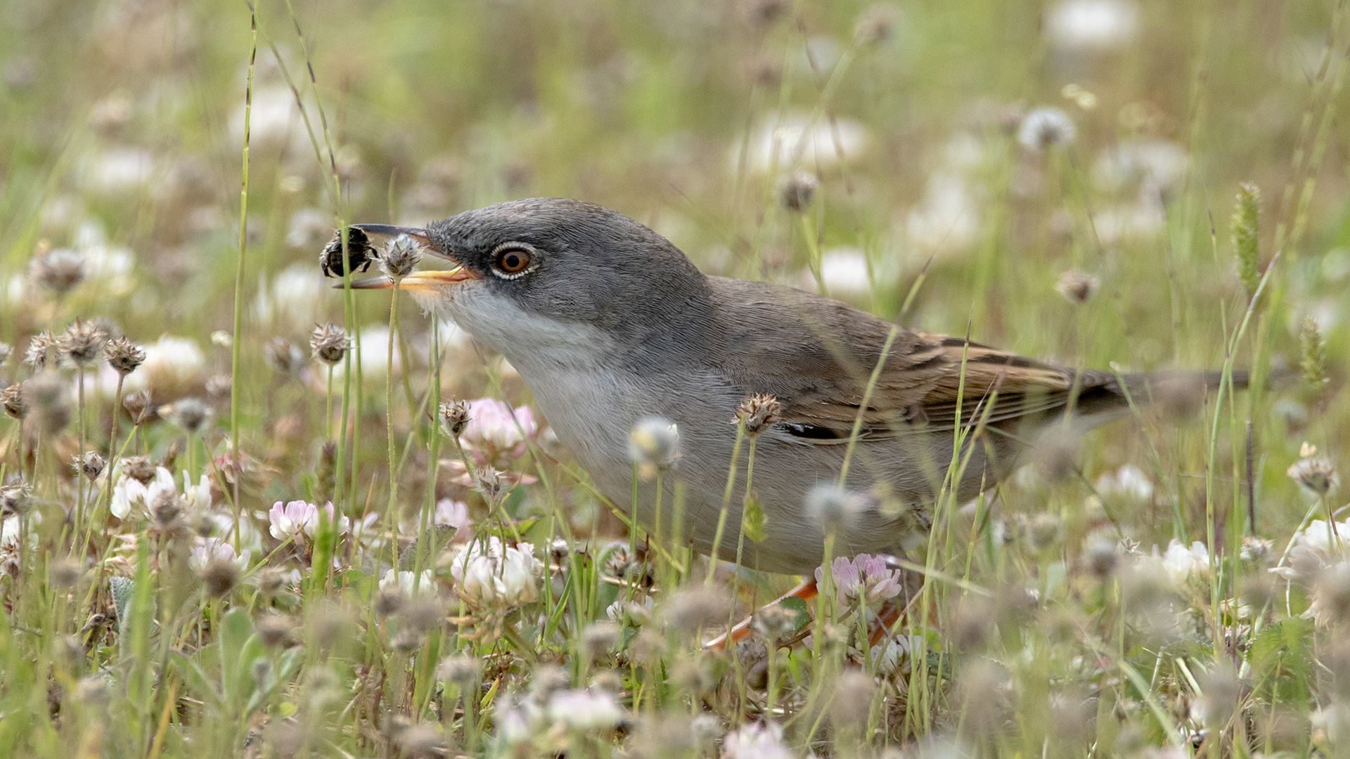 Akgerdanlı ötleğen » Common Whitethroat » Sylvia communis