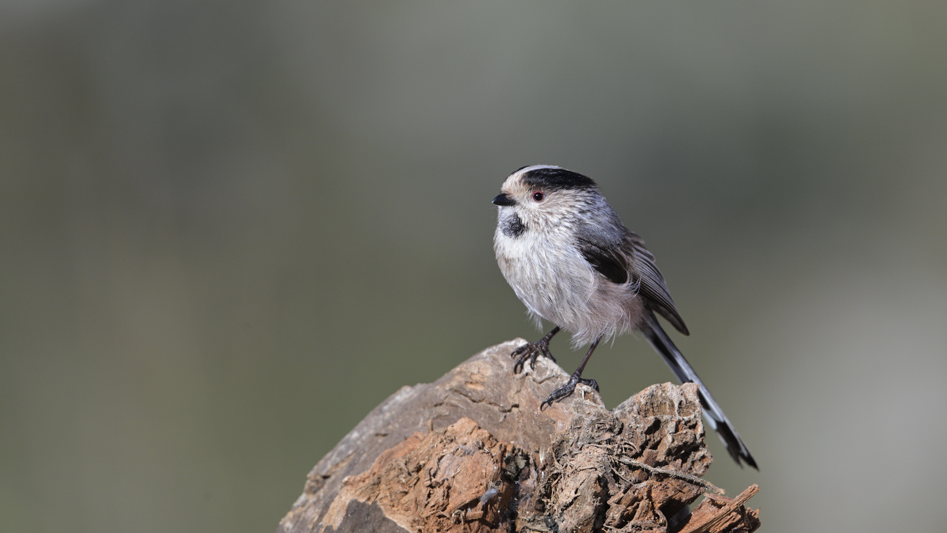 Uzunkuyruklu baştankara » Long-tailed Tit » Aegithalos caudatus