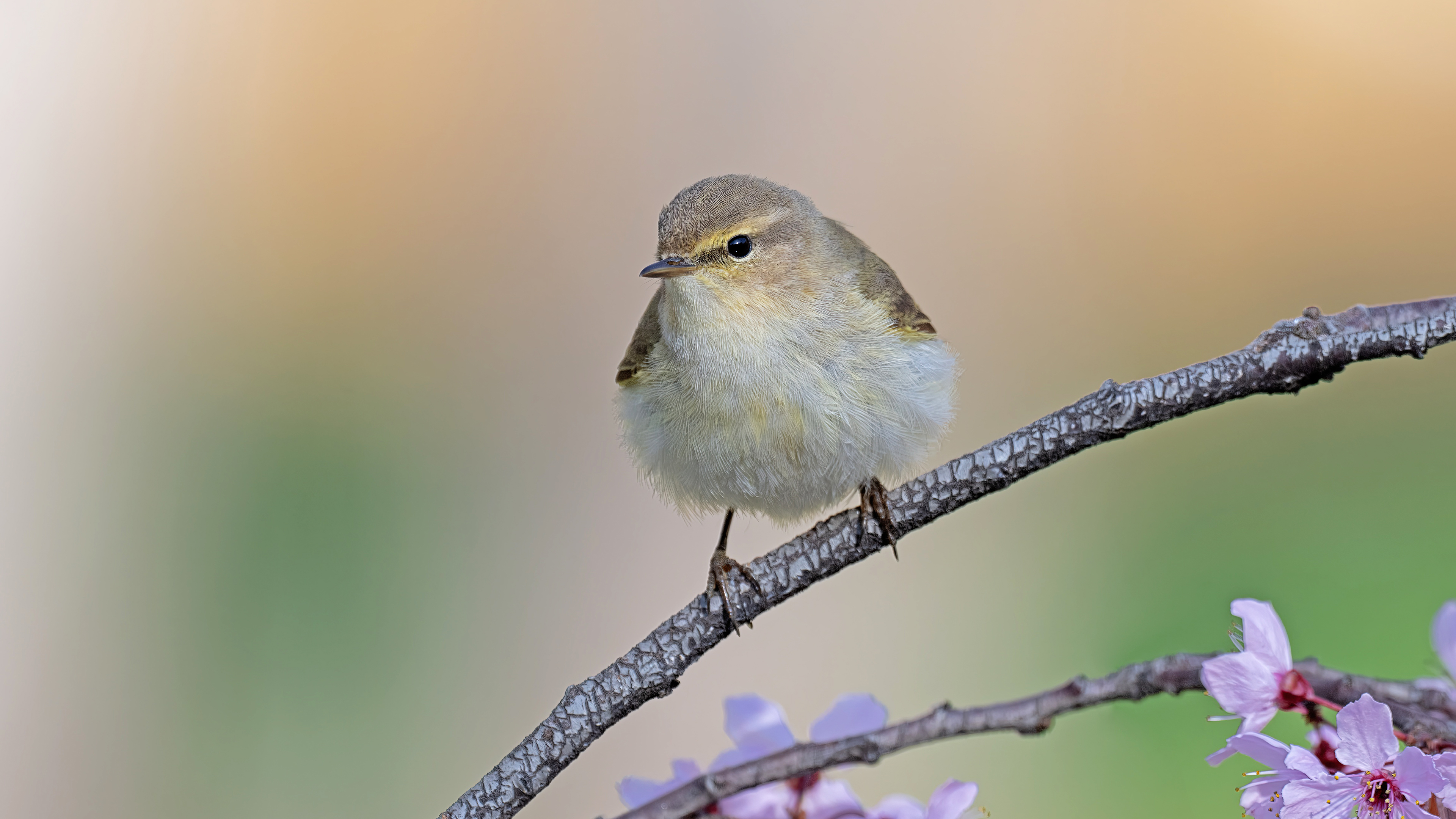 Çıvgın » Common Chiffchaff » Phylloscopus collybita