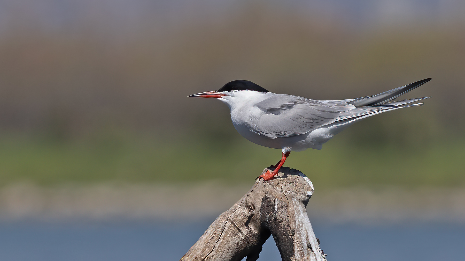 Sumru » Common Tern » Sterna hirundo