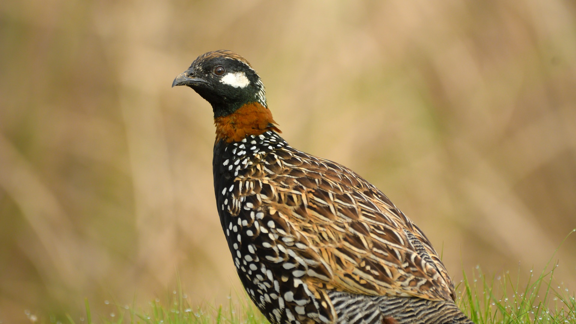 Turaç » Black Francolin » Francolinus francolinus