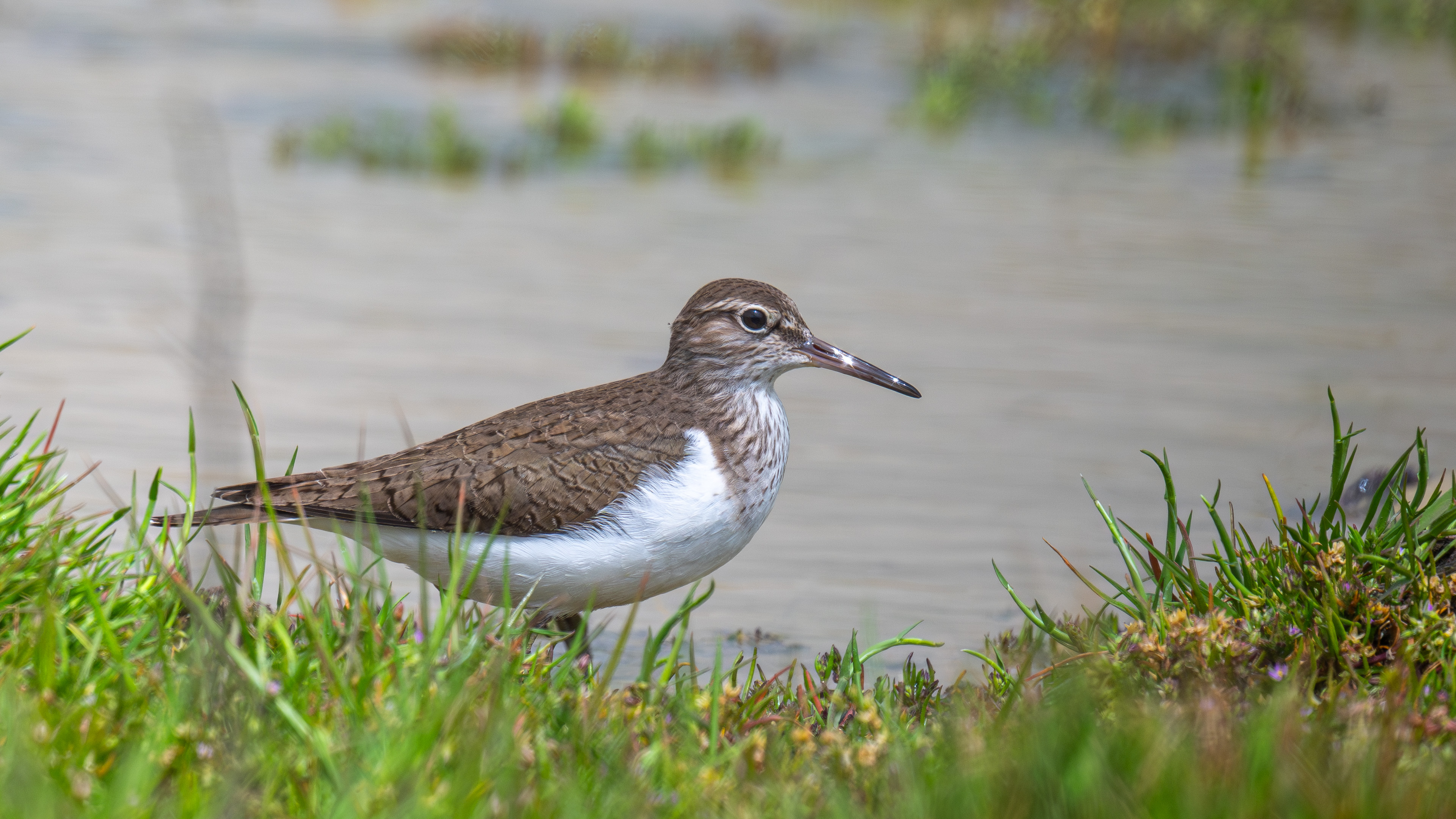 Dere düdükçünü » Common Sandpiper » Actitis hypoleucos