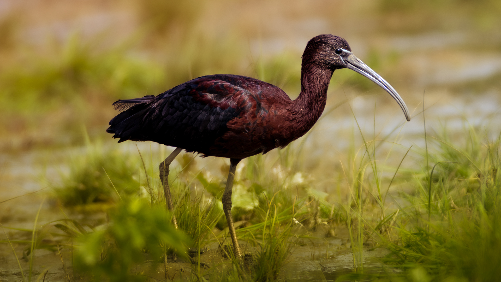 Çeltikçi » Glossy Ibis » Plegadis falcinellus