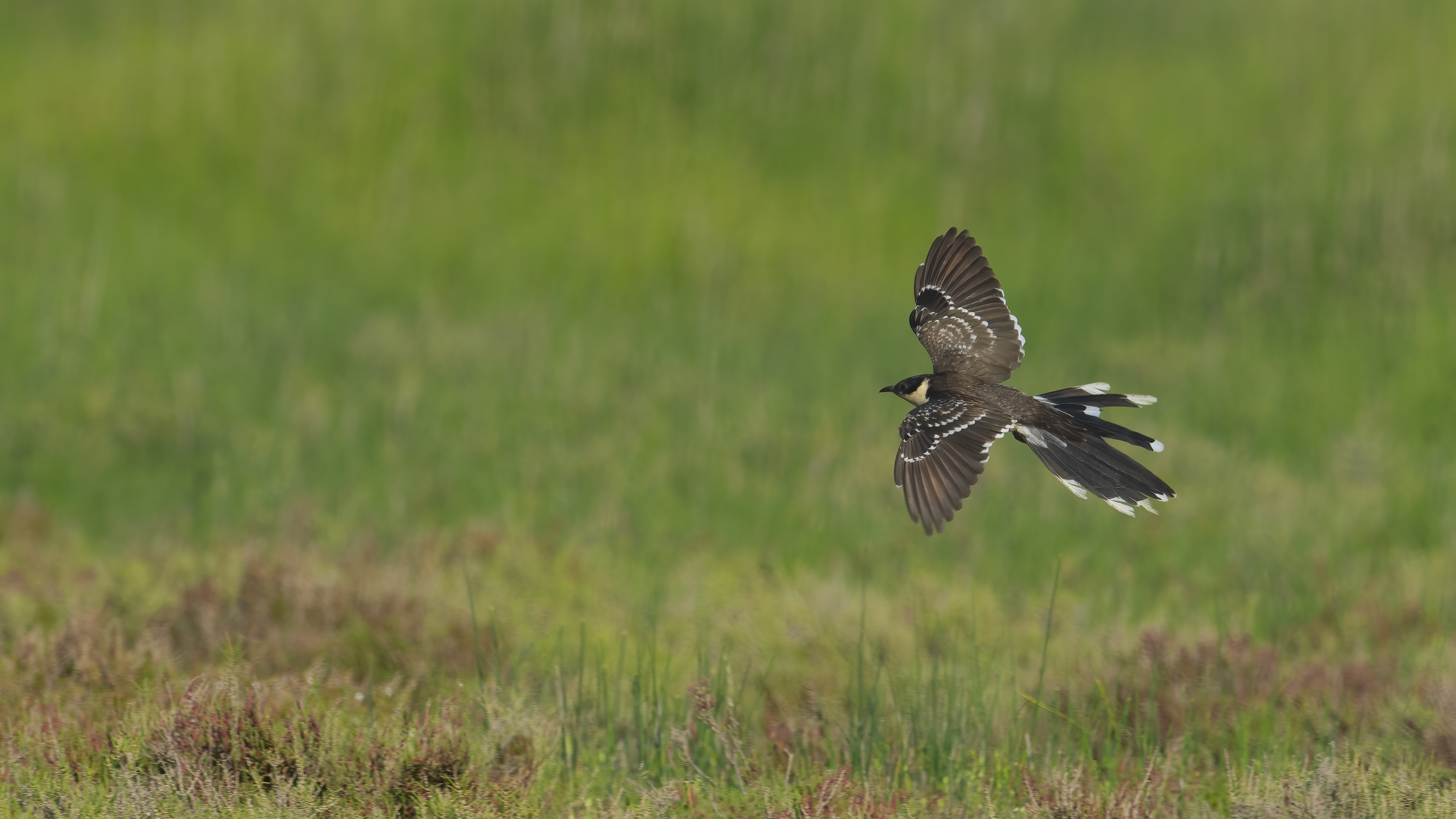 Tepeli guguk » Great Spotted Cuckoo » Clamator glandarius
