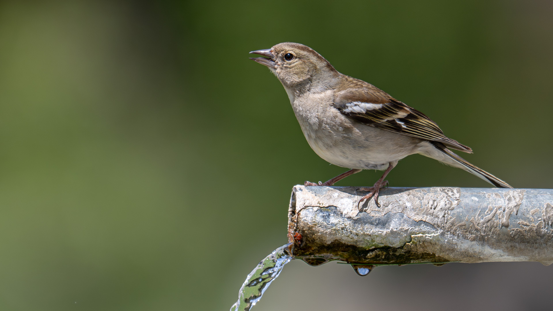 Common Chaffinch