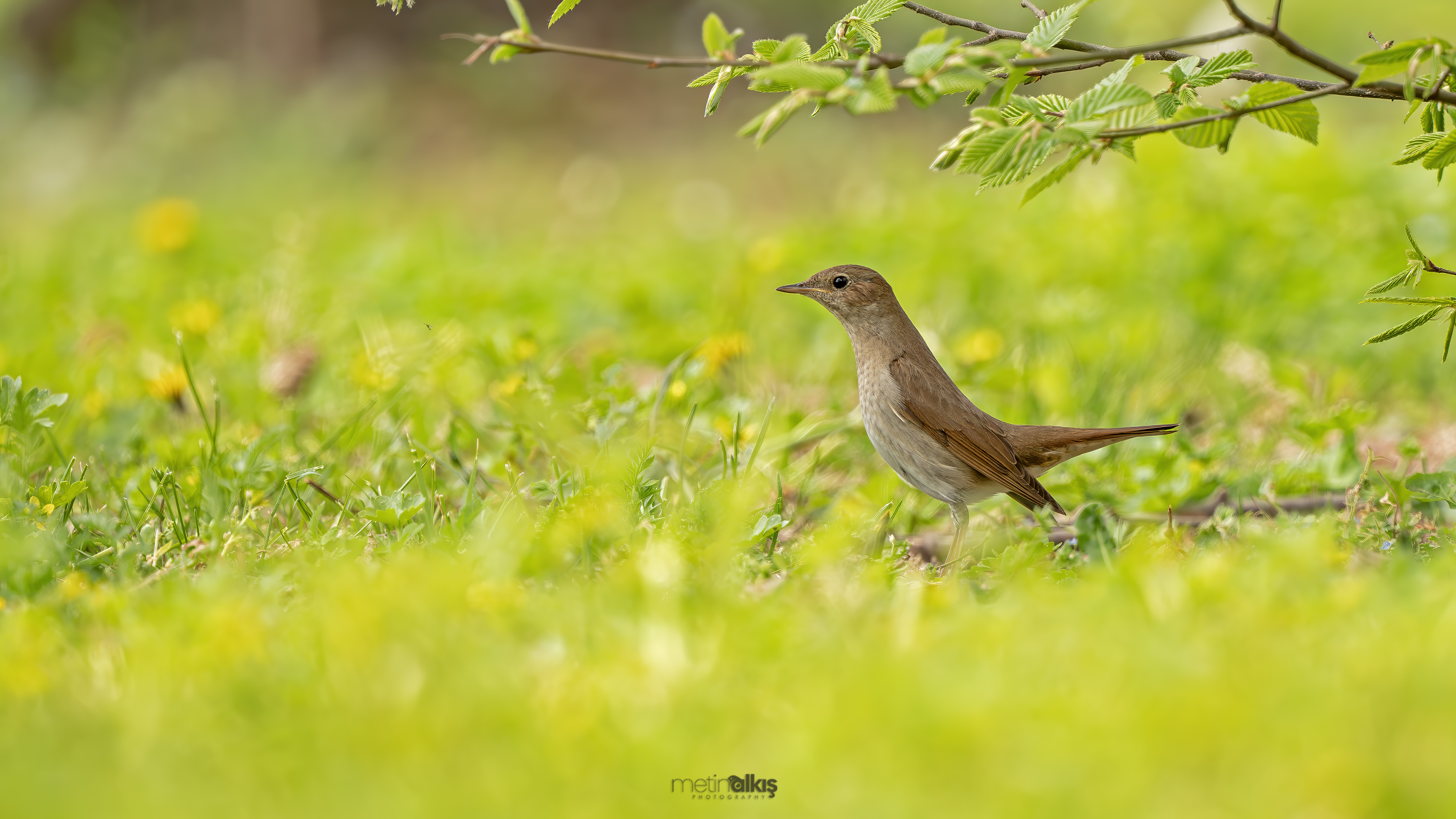 Benekli bülbül » Thrush Nightingale » Luscinia luscinia