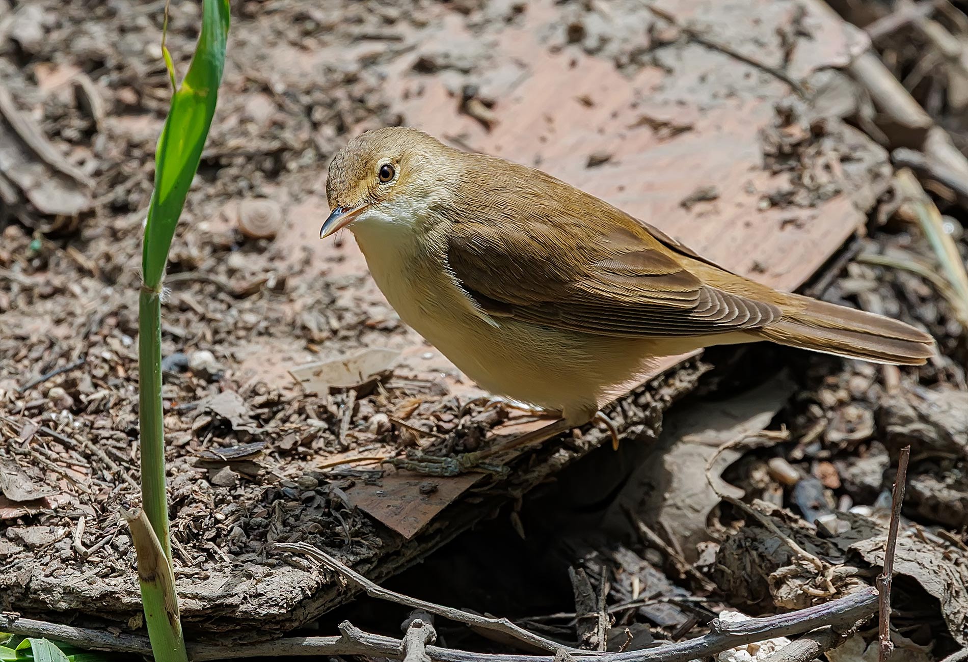 Common Reed Warbler