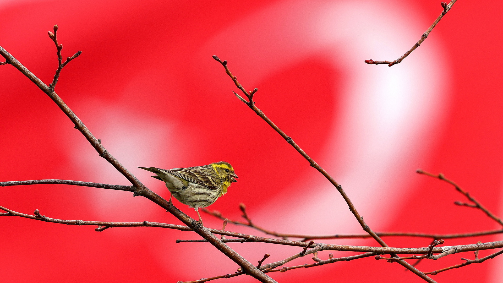 Küçük iskete » European Serin » Serinus serinus