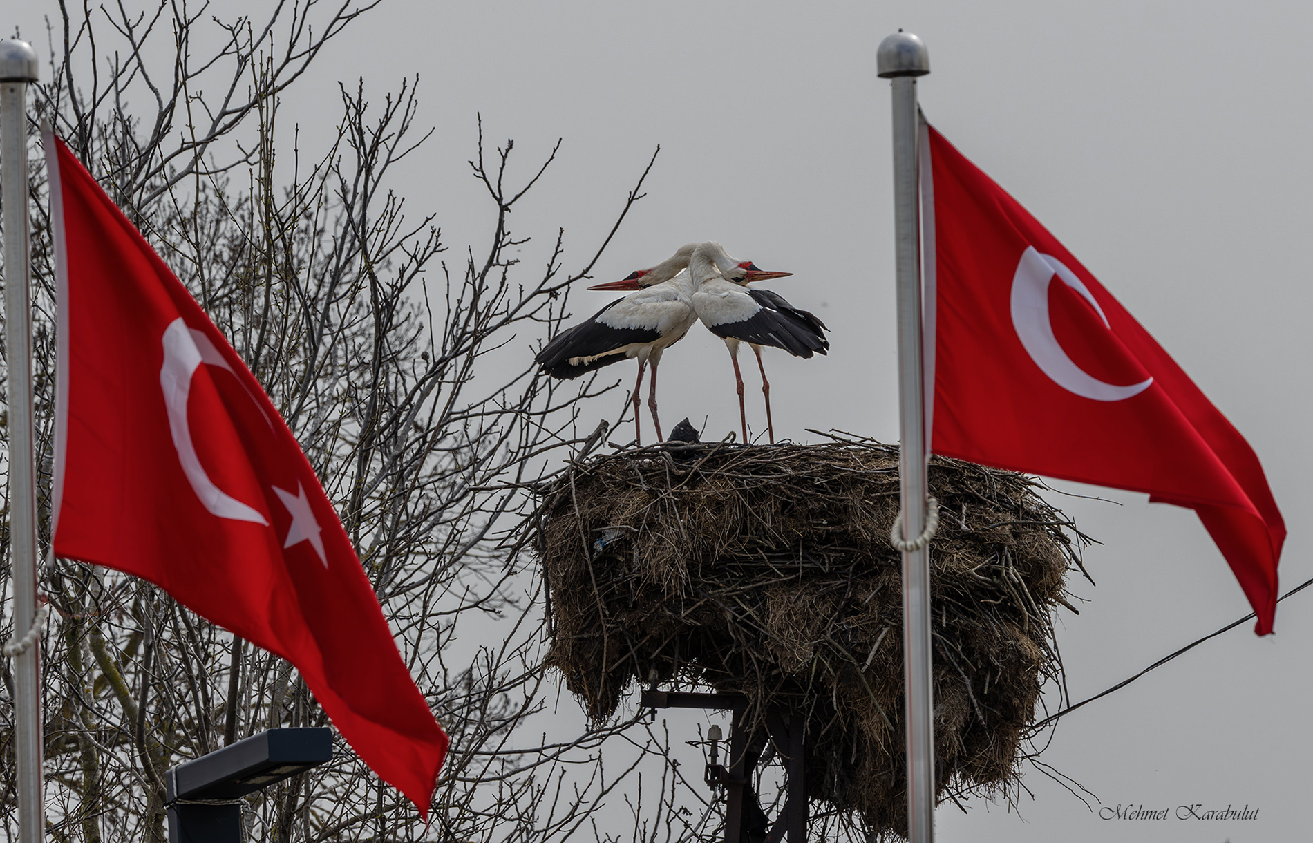 Leylek